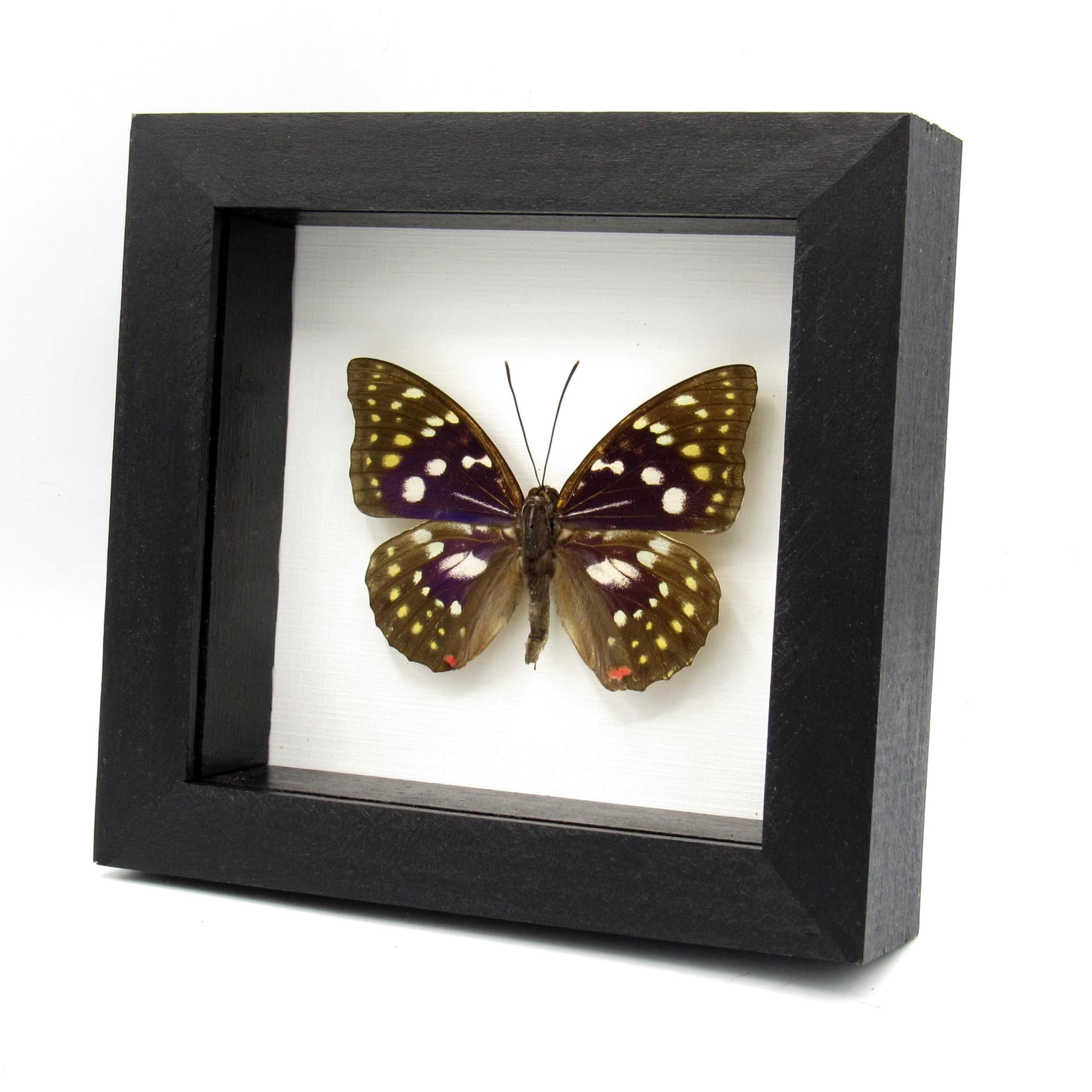 Real Purple Emperor butterfly framed taxidermy - Sasakia charonda