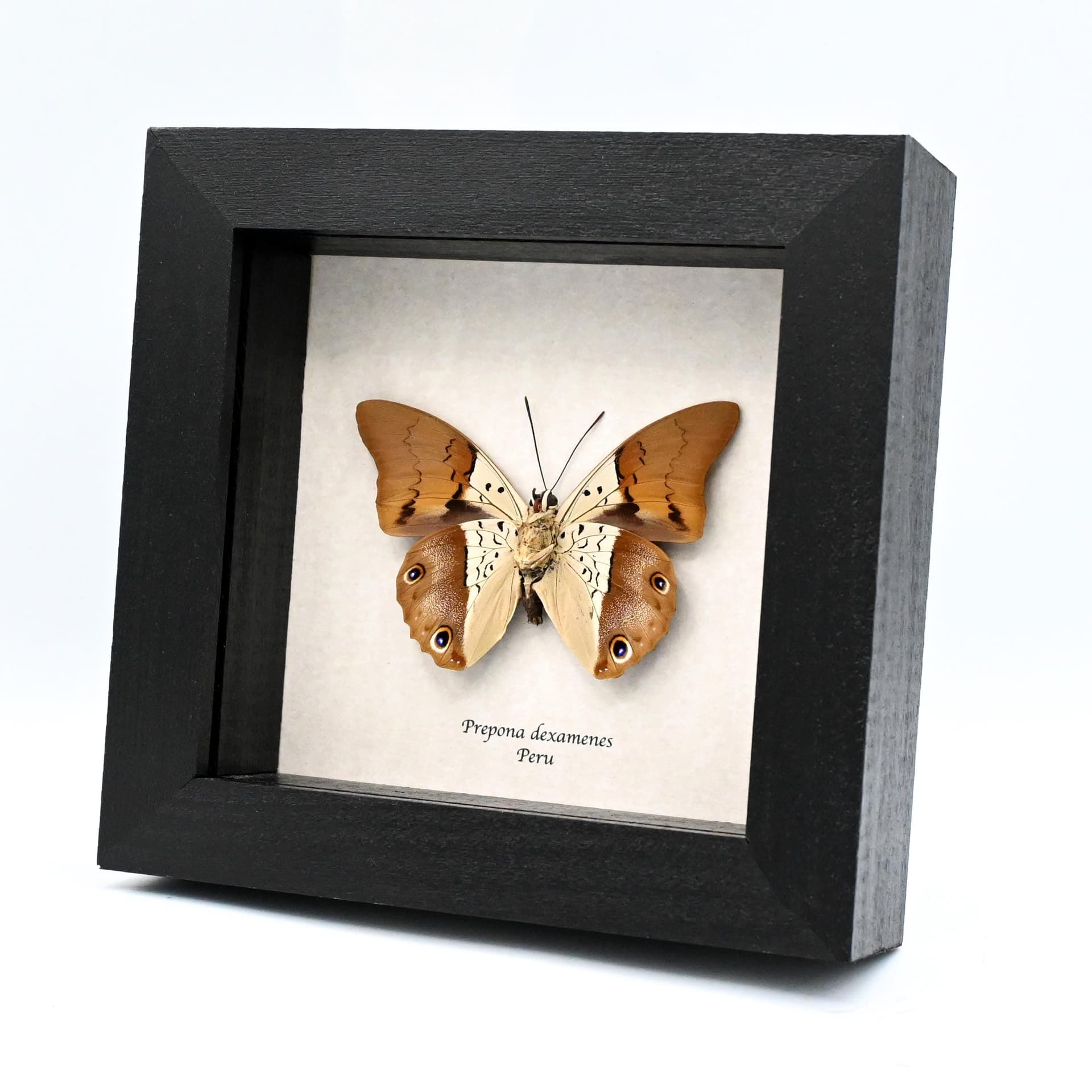 Real framed taxidermy butterfly - Prepona dexamenes - 2