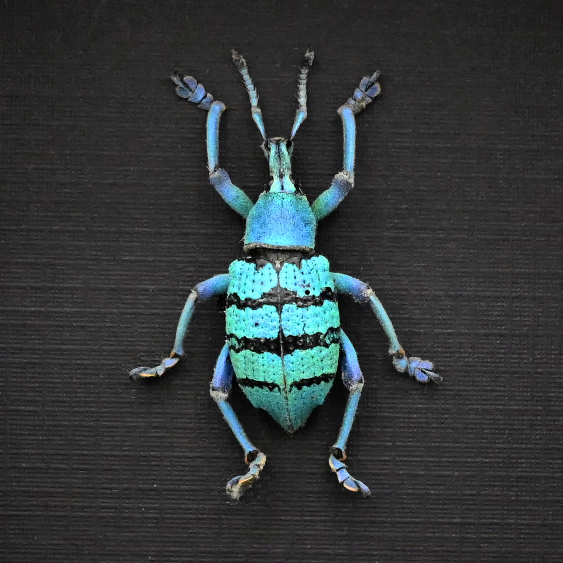 Real blue weevil framed taxidermy - Eupholus geoffroyi - special form - extra glitter