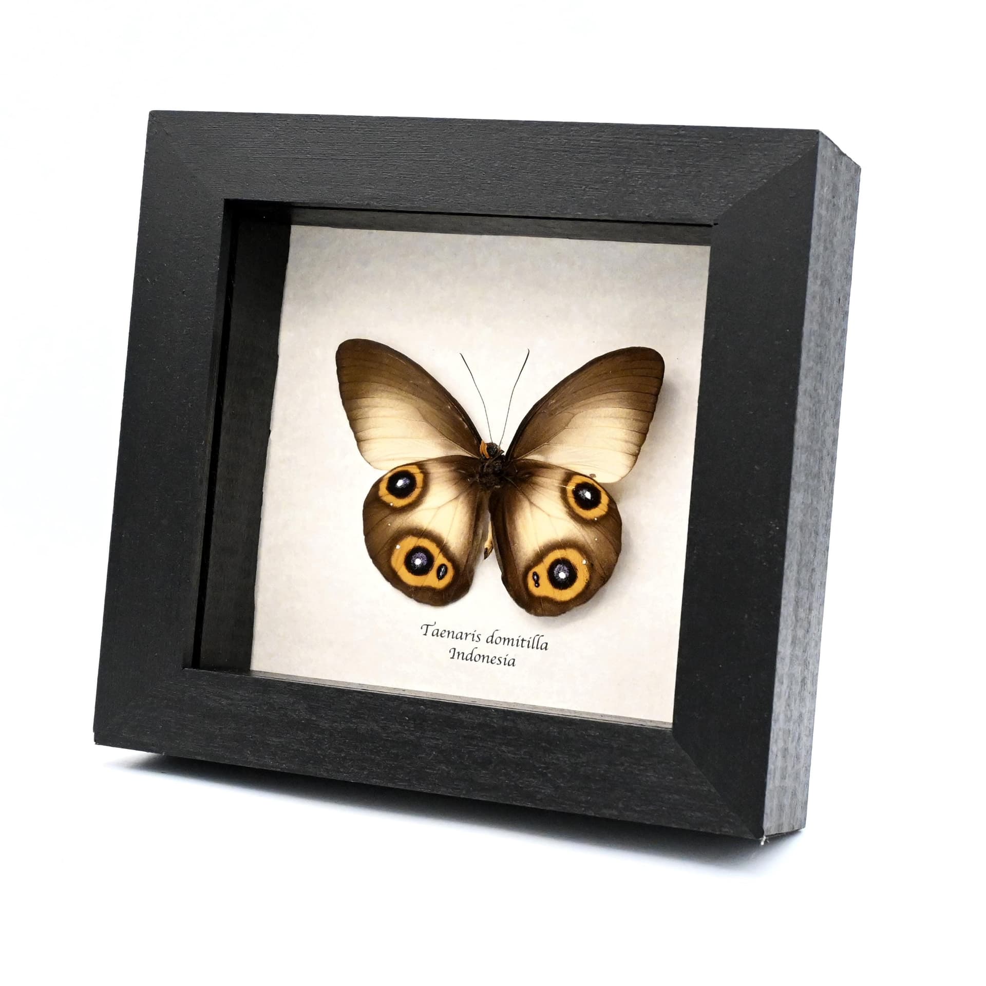 Real Owl butterfly framed taxidermy - Taenaris domitilla
