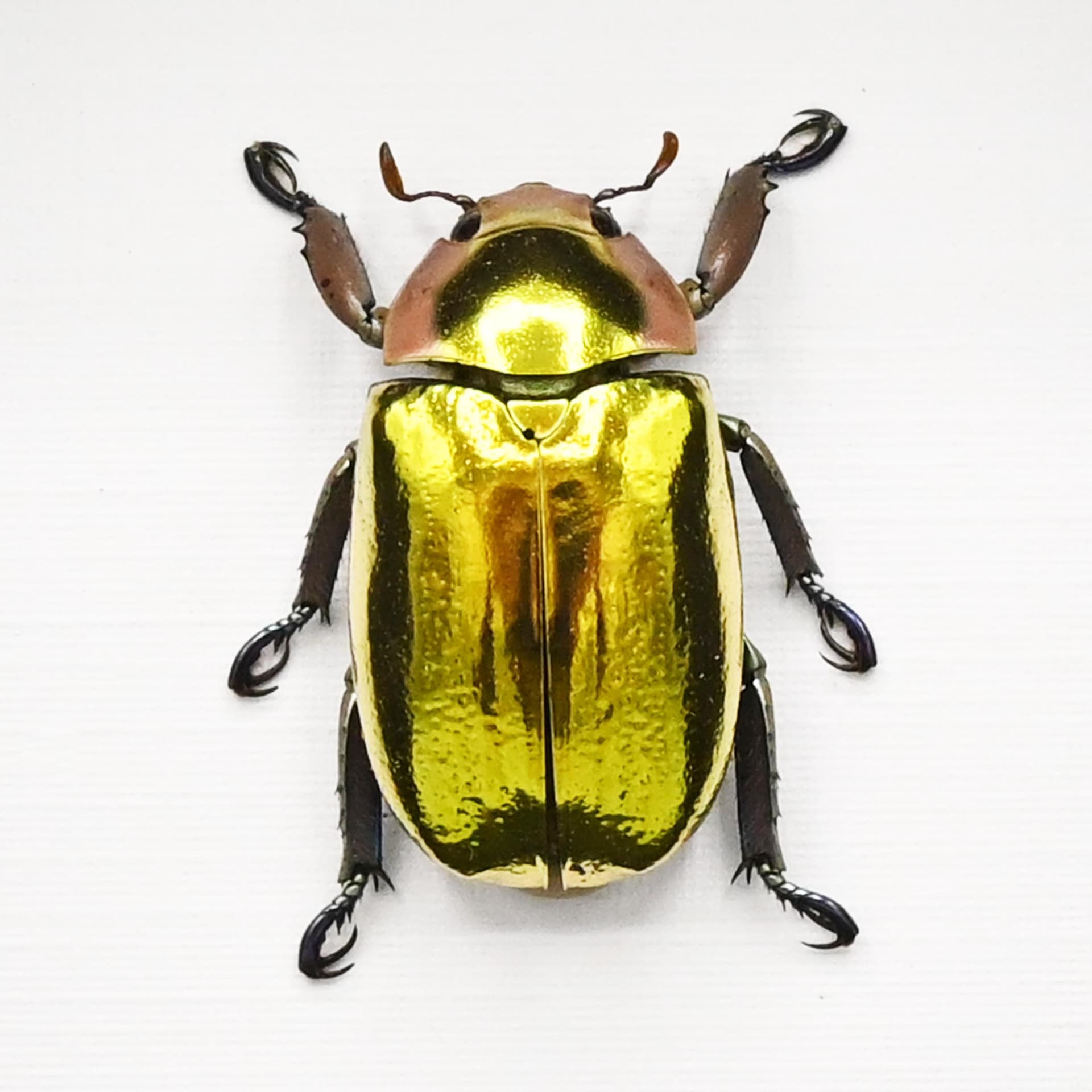 Very rare gold Jewel beetle framed taxidermy - Chrysina aurigans