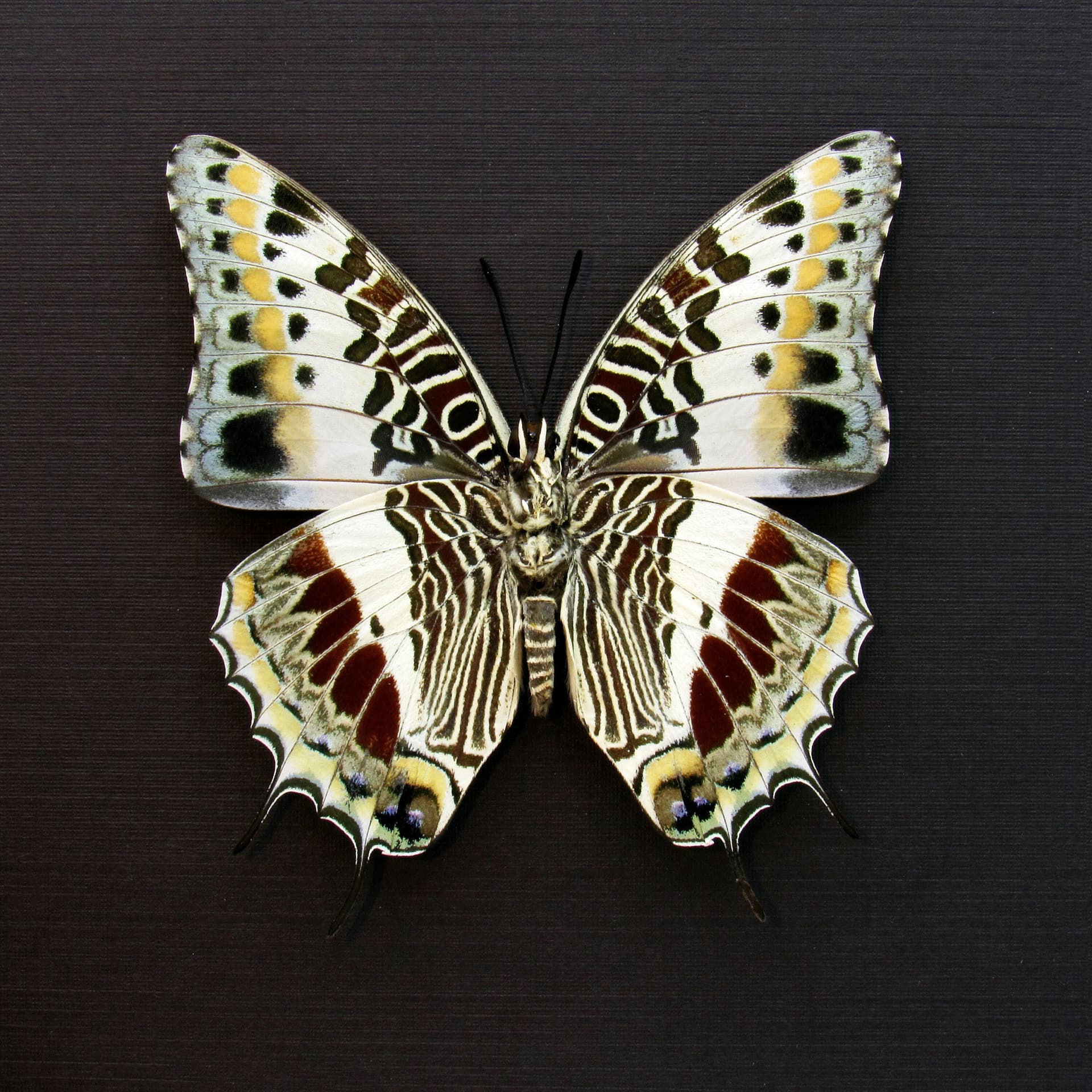 Real Giant Emperor butterfly framed taxidermy - Charaxes castor - large female
