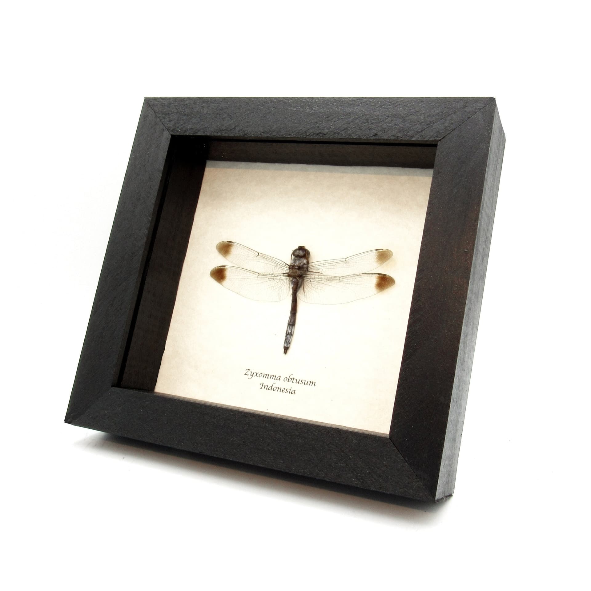 Real Skimmer Dragonfly framed taxidermy - Zyxomma obtusum
