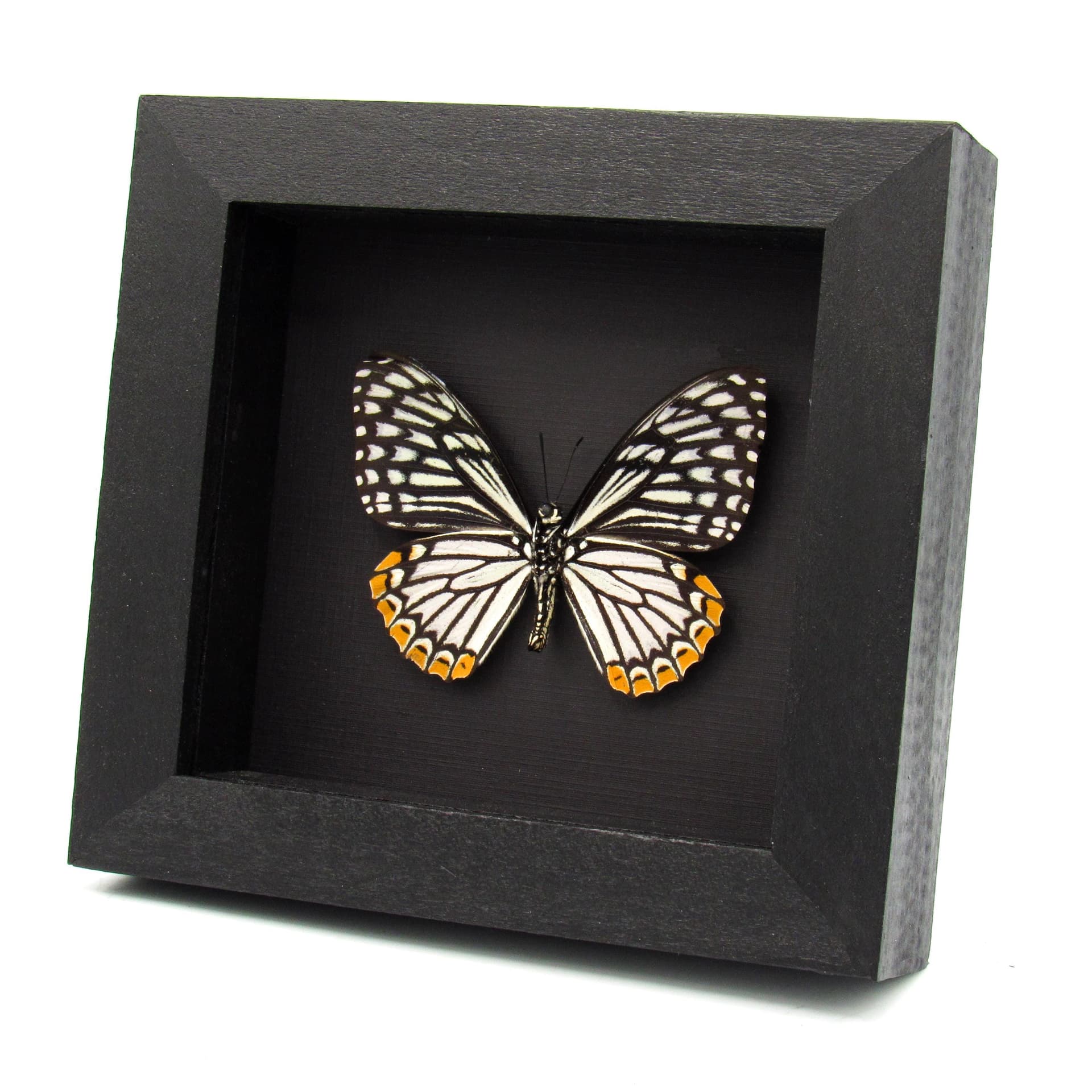 Real Common Mime Swallowtail butterfly framed taxidermy - Papilio clytia