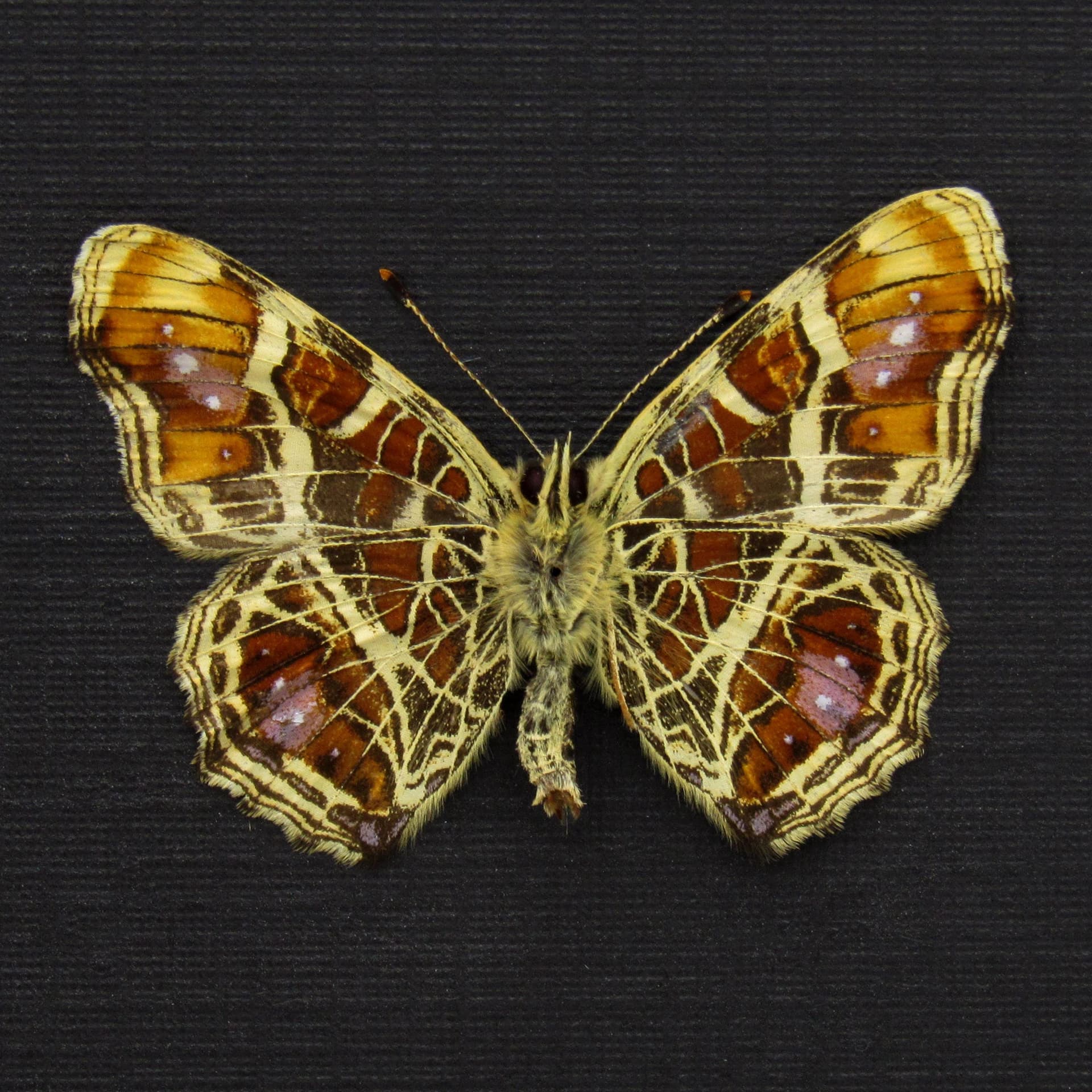 Real purple Map butterfly framed taxidermy - Araschnia burejana