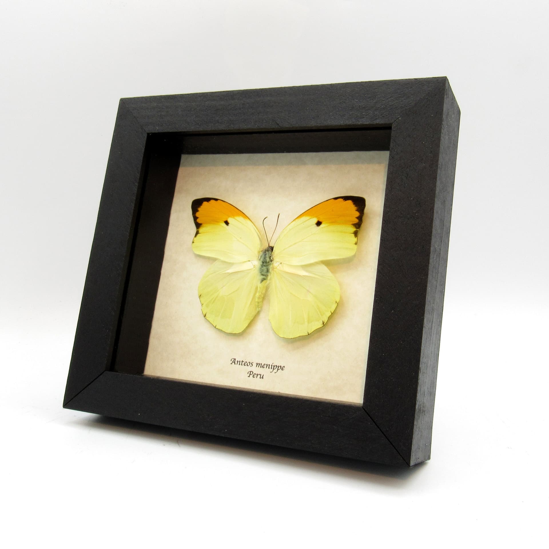 Real yellow Orange Tip butterfly framed taxidermy - Anteos menippe