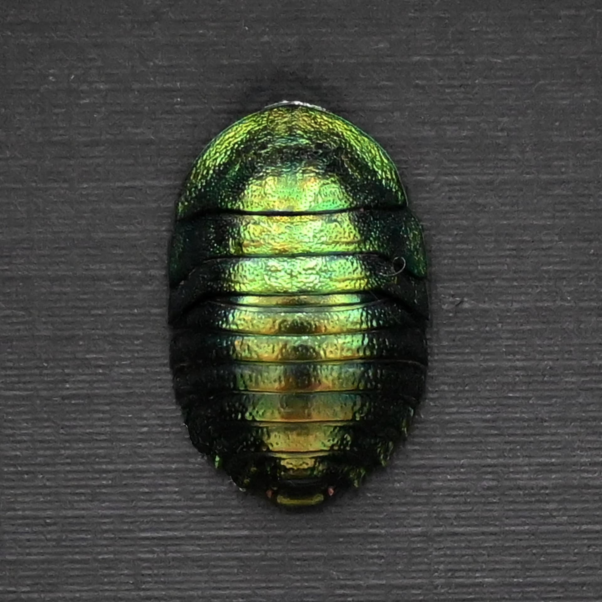 Rare metallic green Cockroach framed taxidermy - Pseudoglomeris magnifica