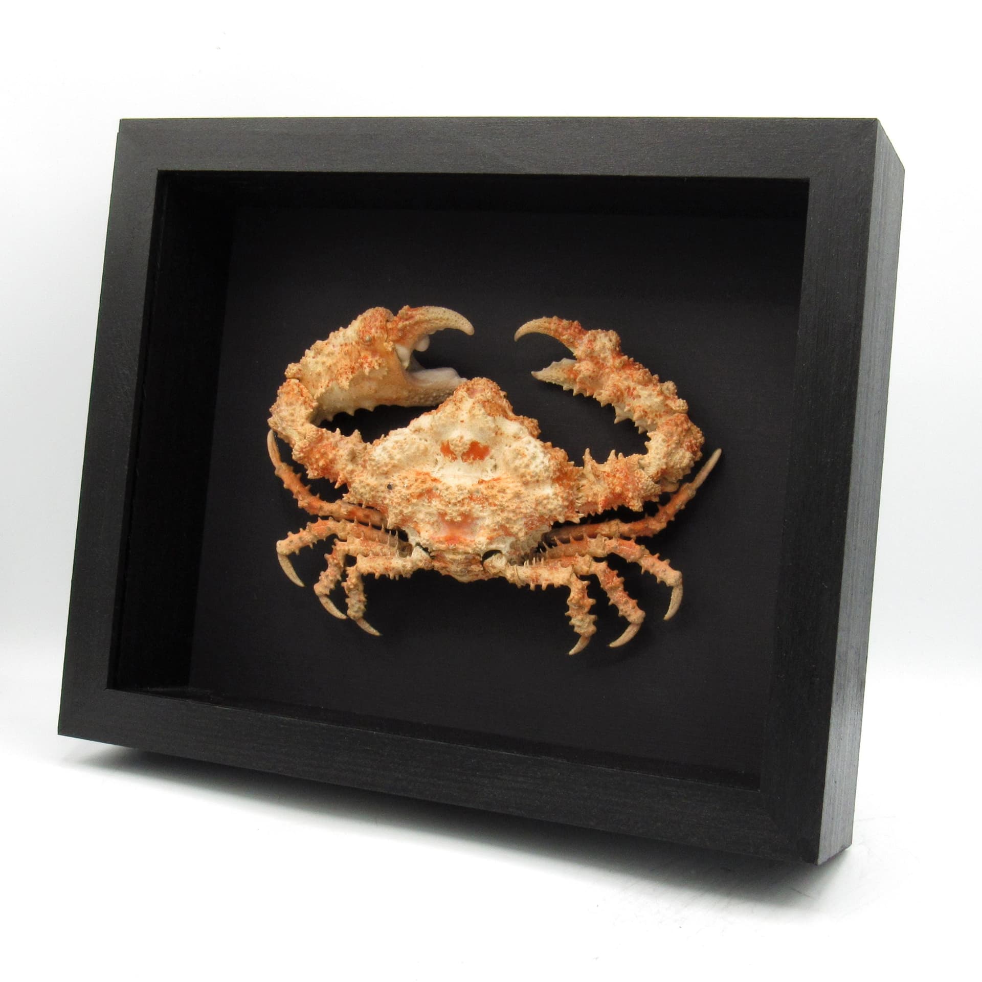 Real Horrid Elbow Crab framed taxidermy - Daldorfia horrida