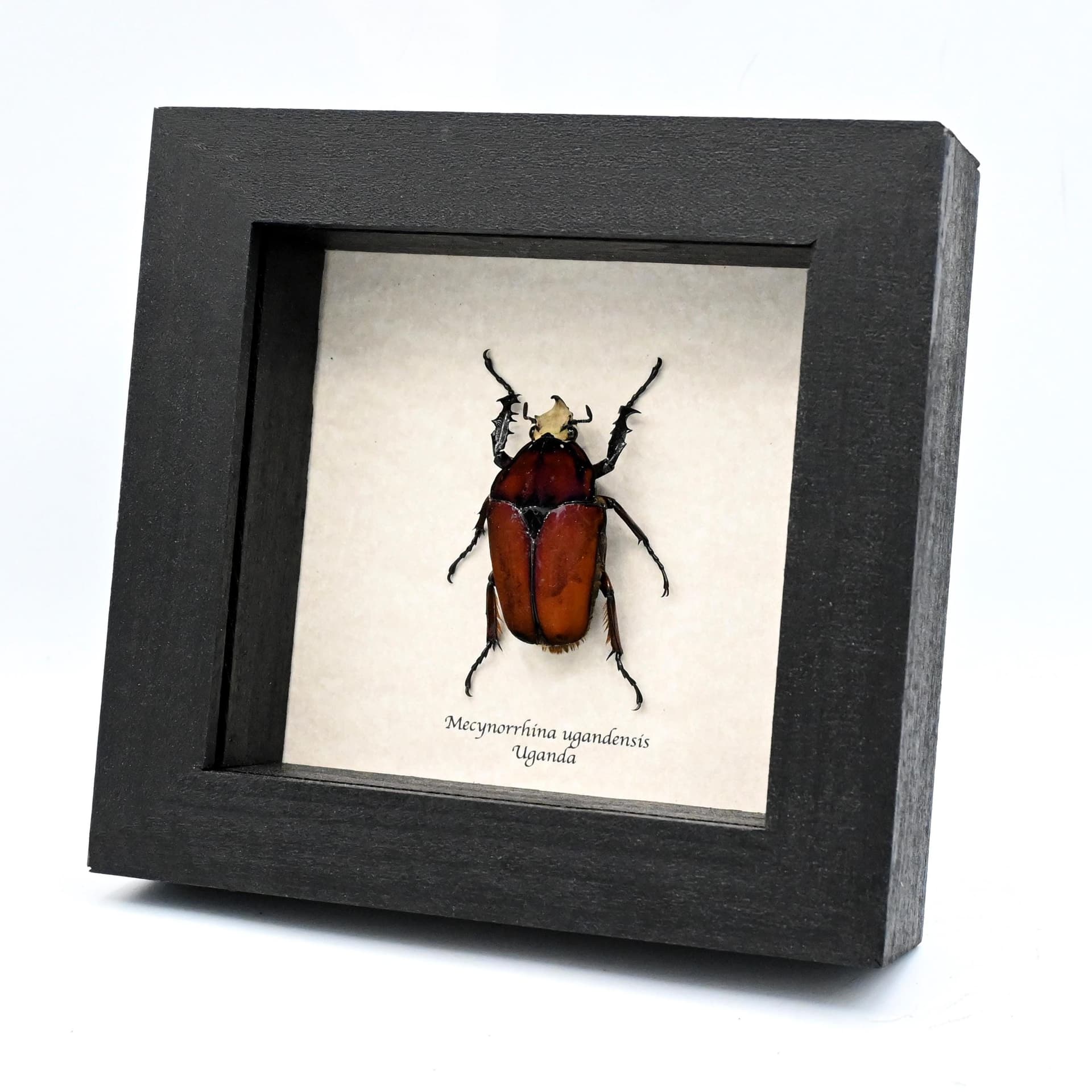 Large Scarab beetle framed taxidermy - Mecynorrhina ugandensis