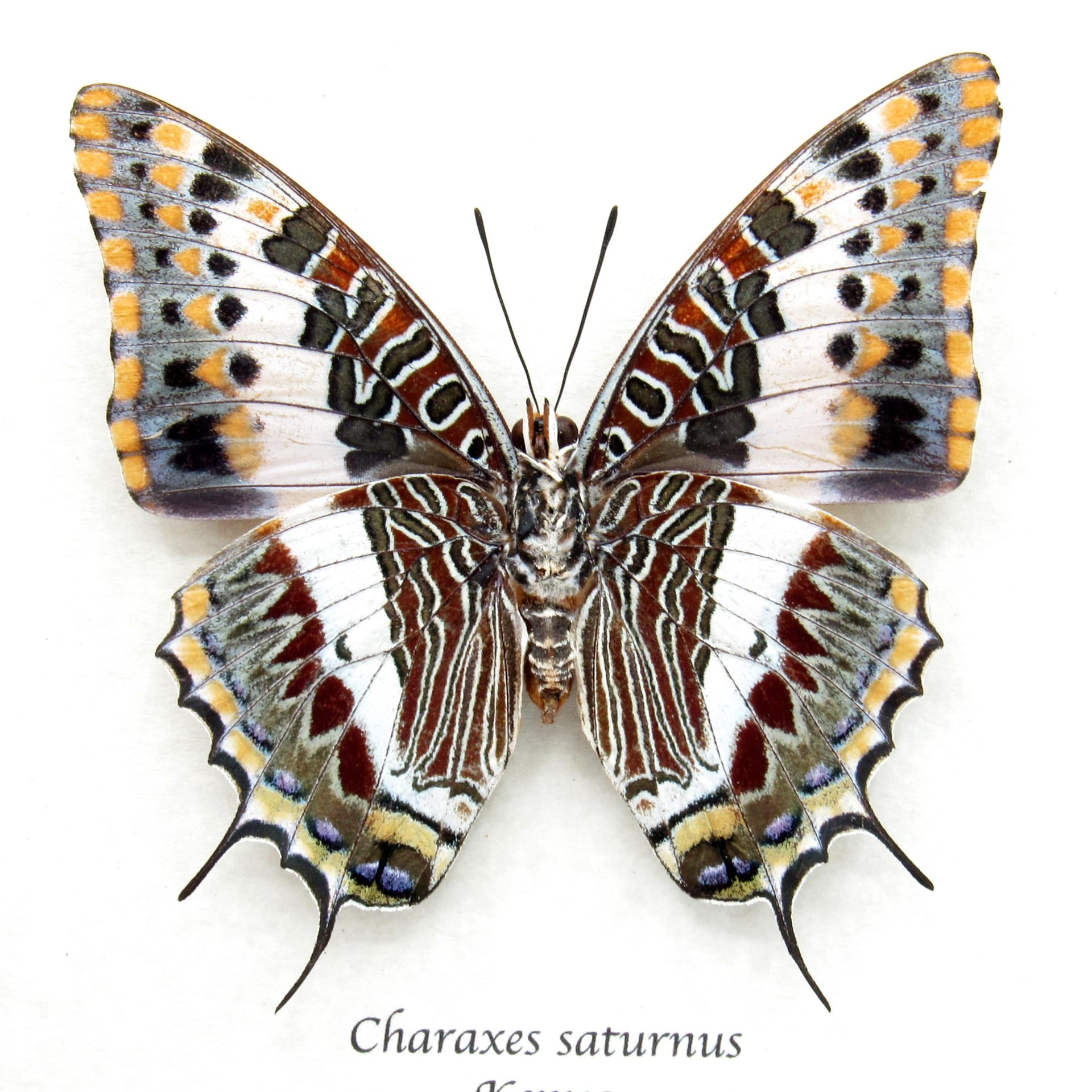 Rare Foxy Charaxes butterfly framed specimen - Charaxes saturnus - large female