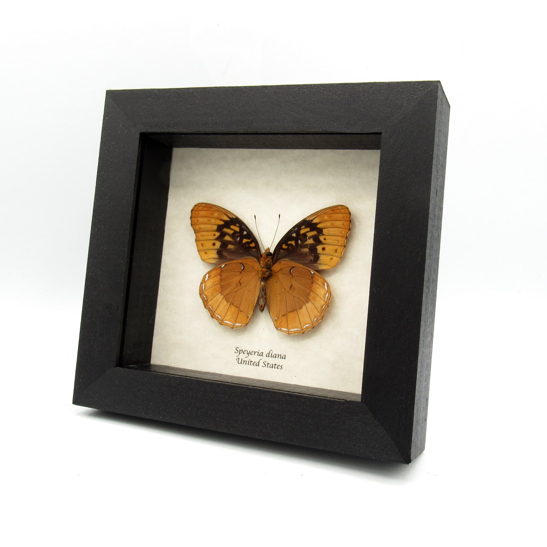 Rare Diana Fritillary framed taxidermy - Speyeria diana