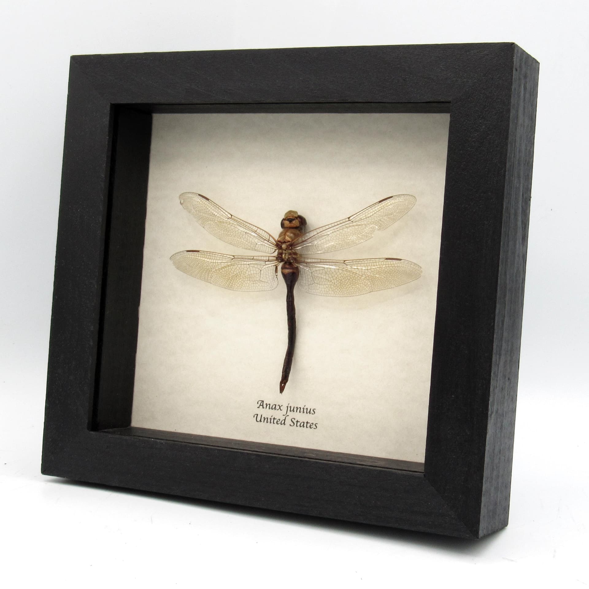 Real Green Darner dragonfly framed taxidermy - Anax junius - large female