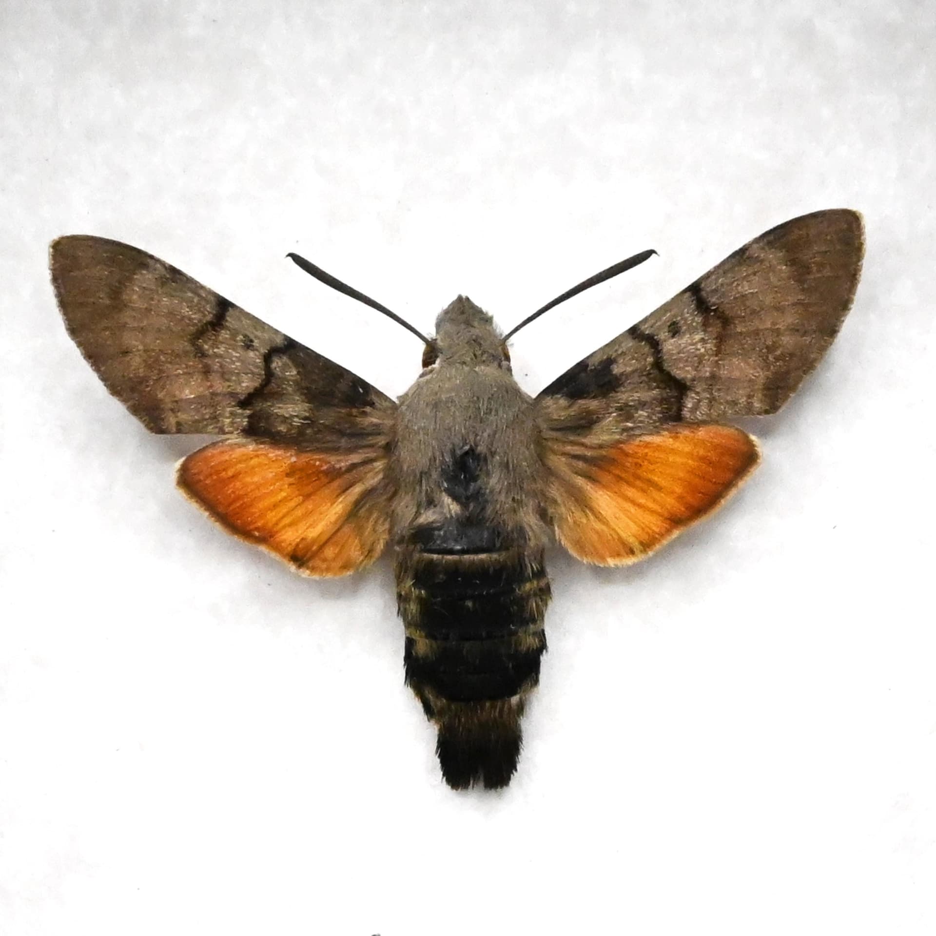 Real Hummingbird Hawk-moth framed taxidermy - Macroglossum stellatarum