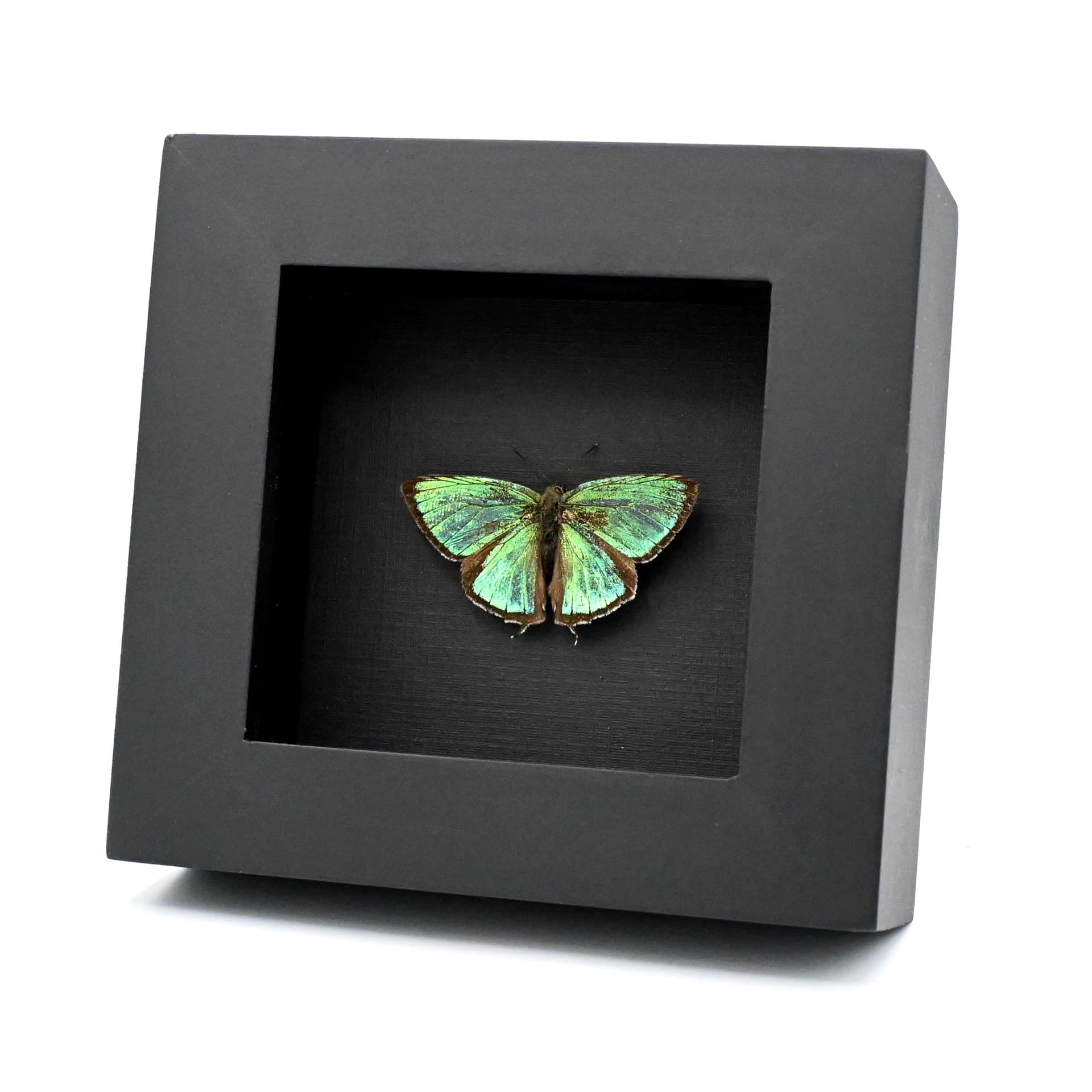 Rare iridescent green Hairstreak butterfly framed taxidermy - Favonius cognatus - Victorian mount