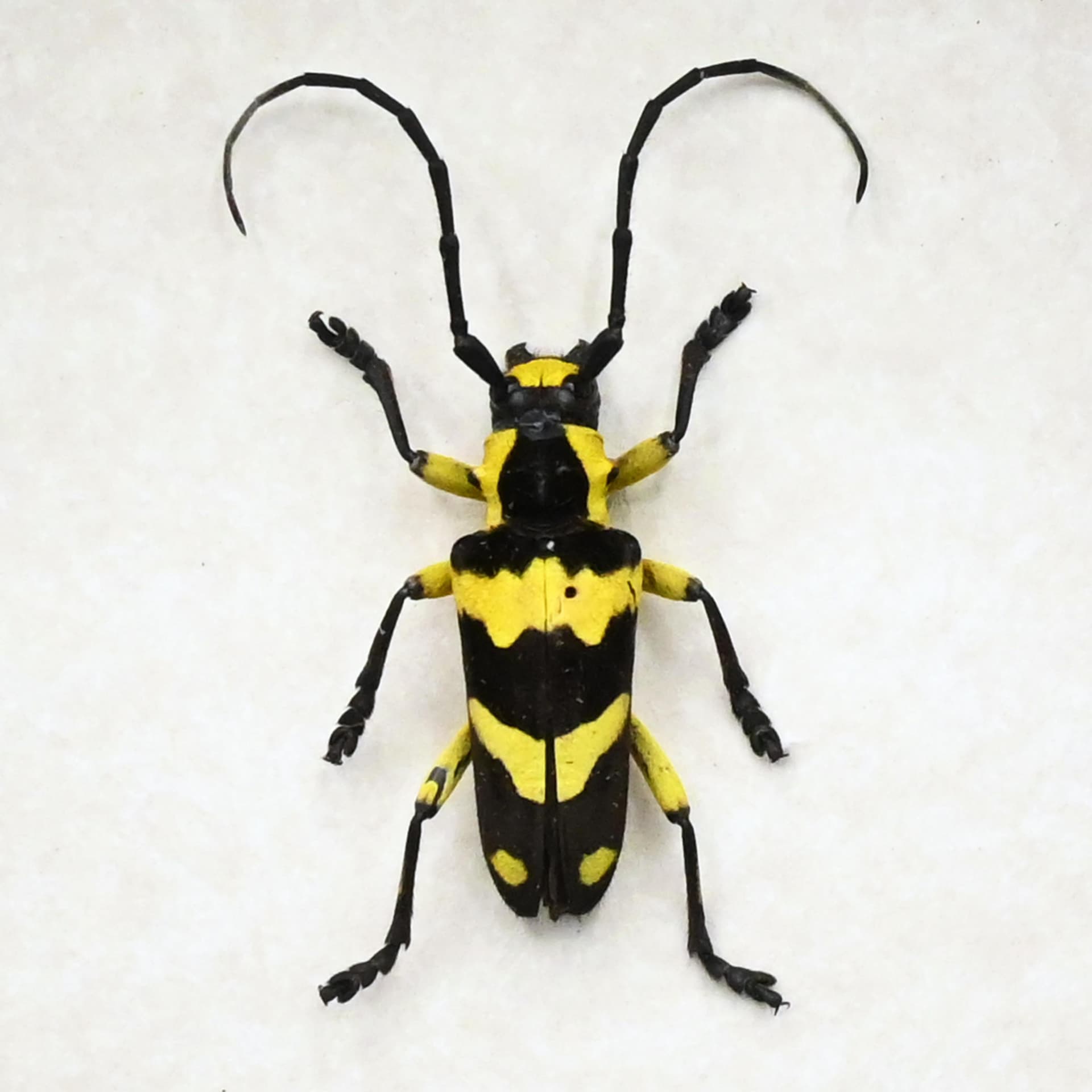 Rare yellow Longhorn beetle framed taxidermy - Thermistis taiwanensis