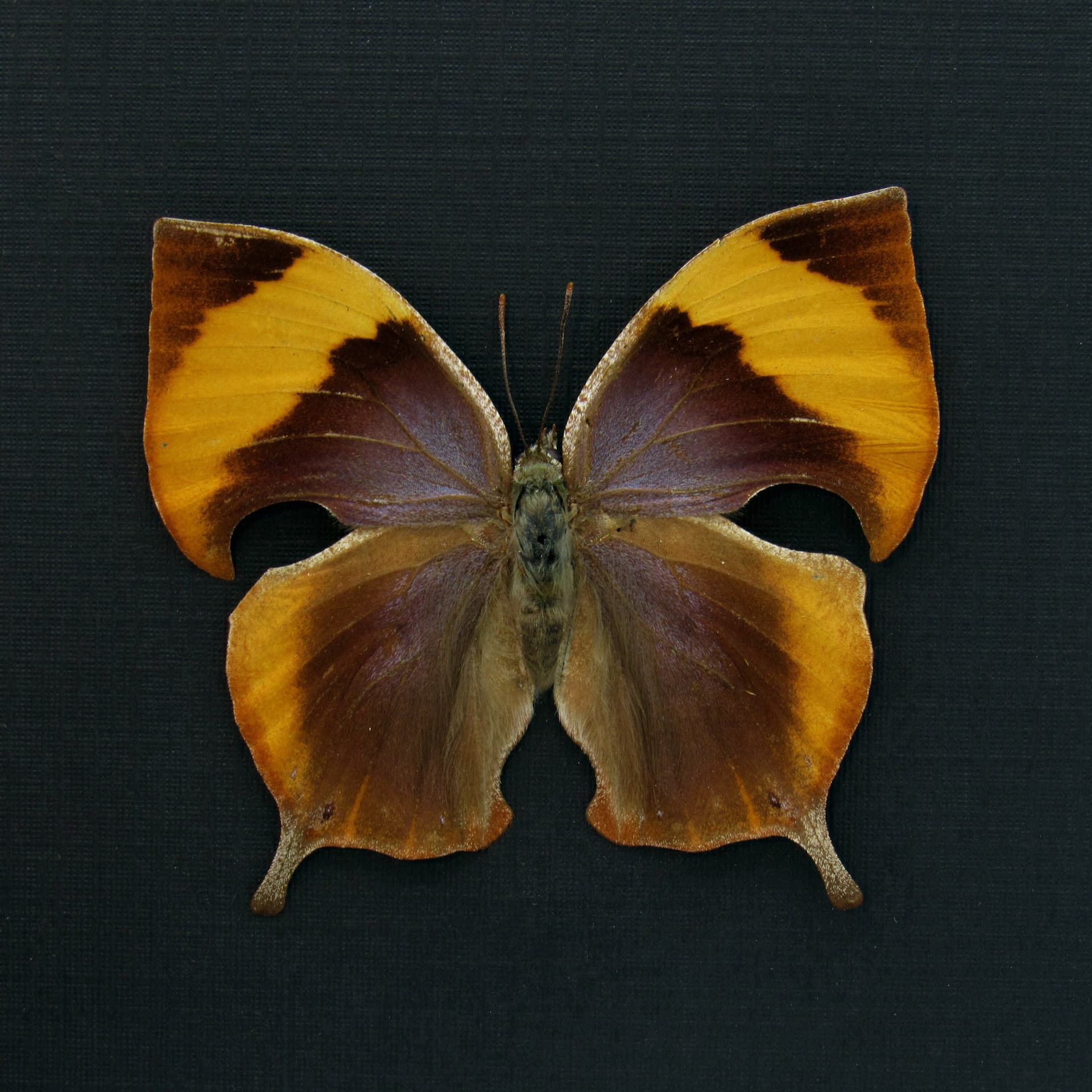 Rare framed taxidermy butterfly - Memphis philumena xenica - female - light form