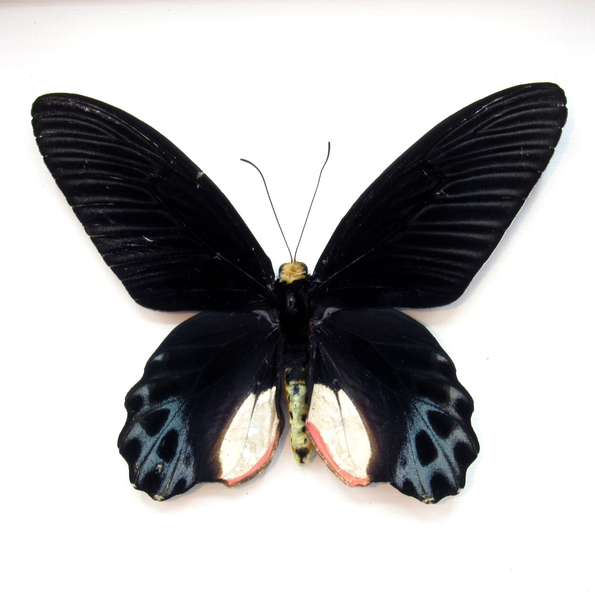 Rare Giant Swallowtail butterfly framed taxidermy - Atrophaneura sycorax egertoni