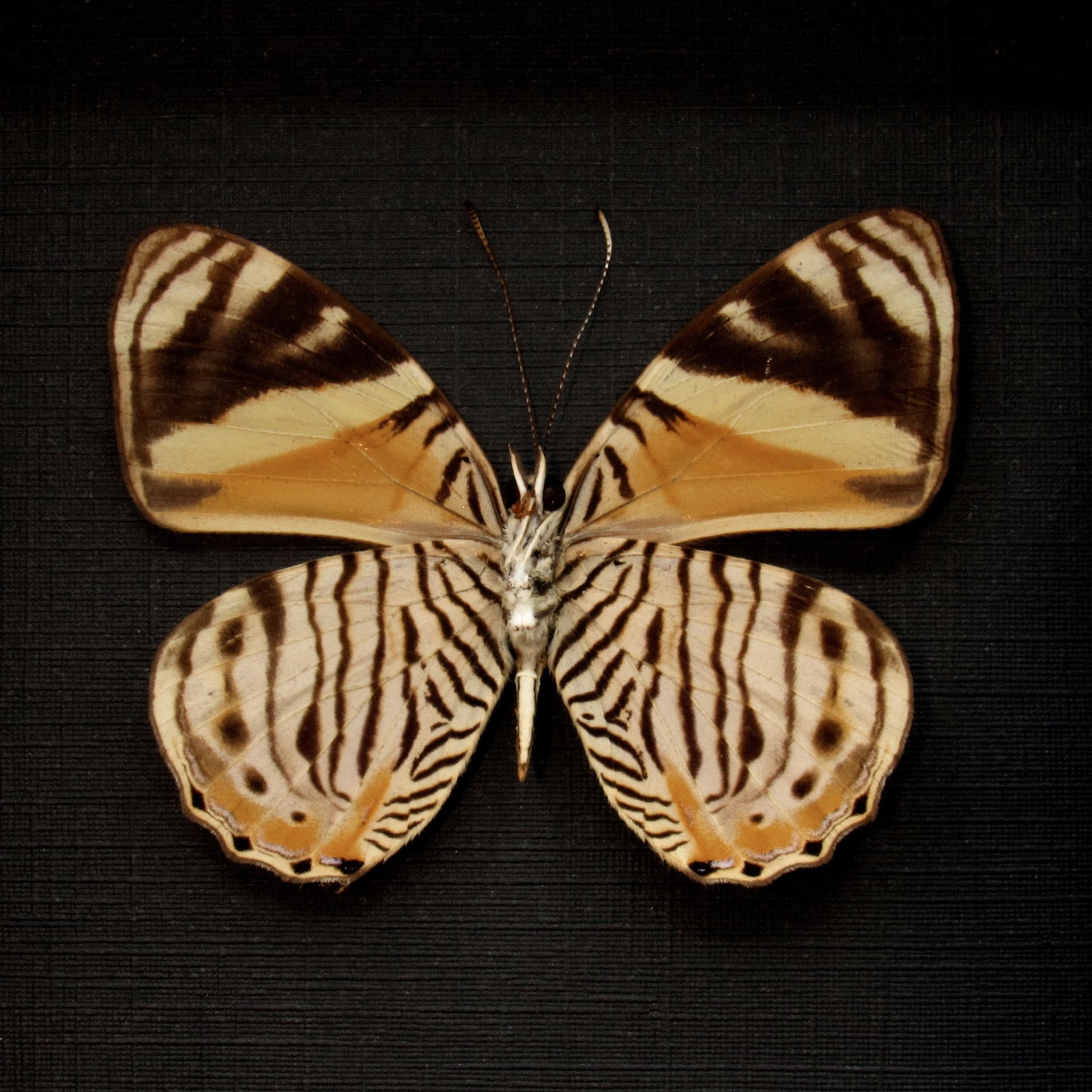 Real Tiger Beauty butterfly framed taxidermy - Tigridia acesta columbina
