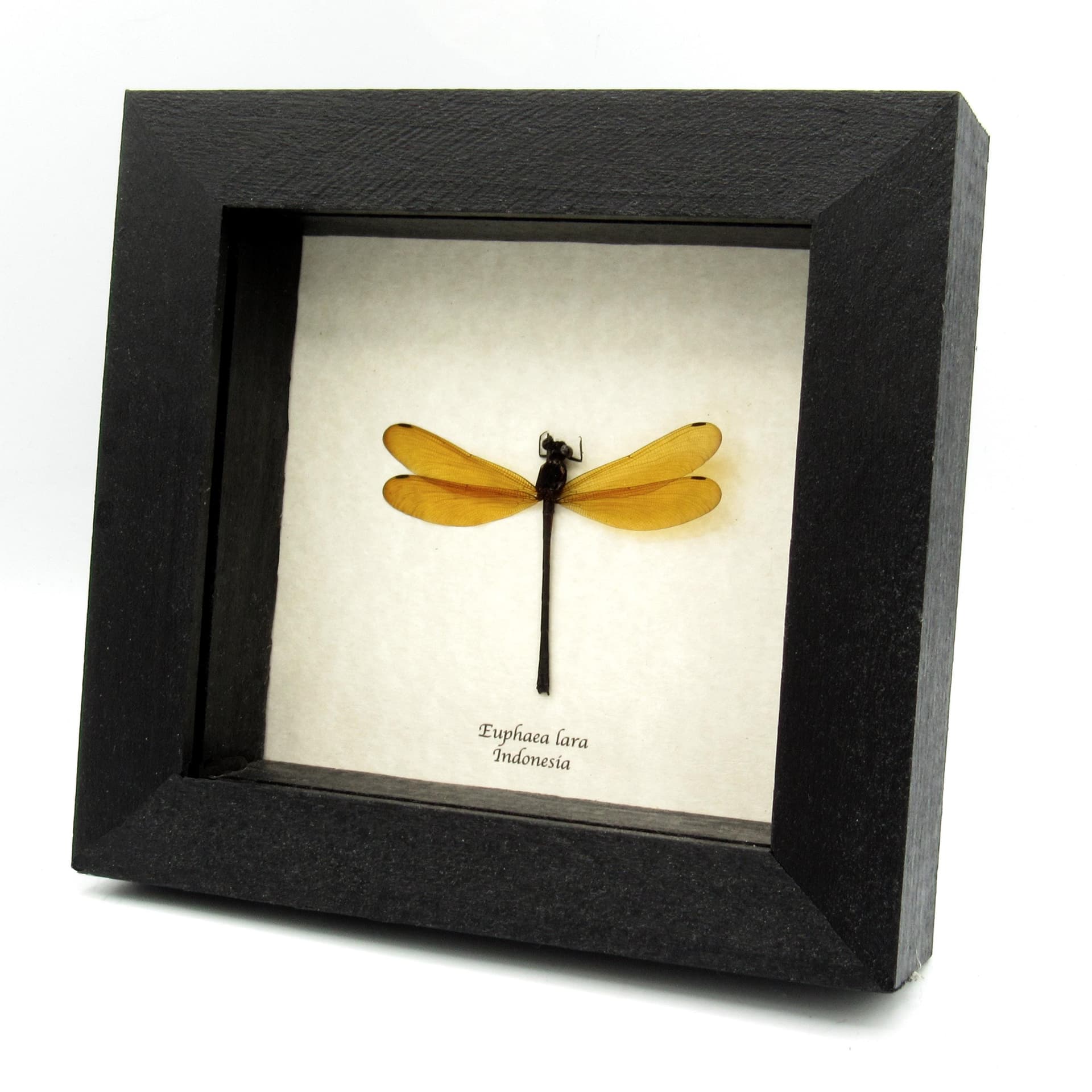Real Dragonfly framed taxidermy - Euphaea lara