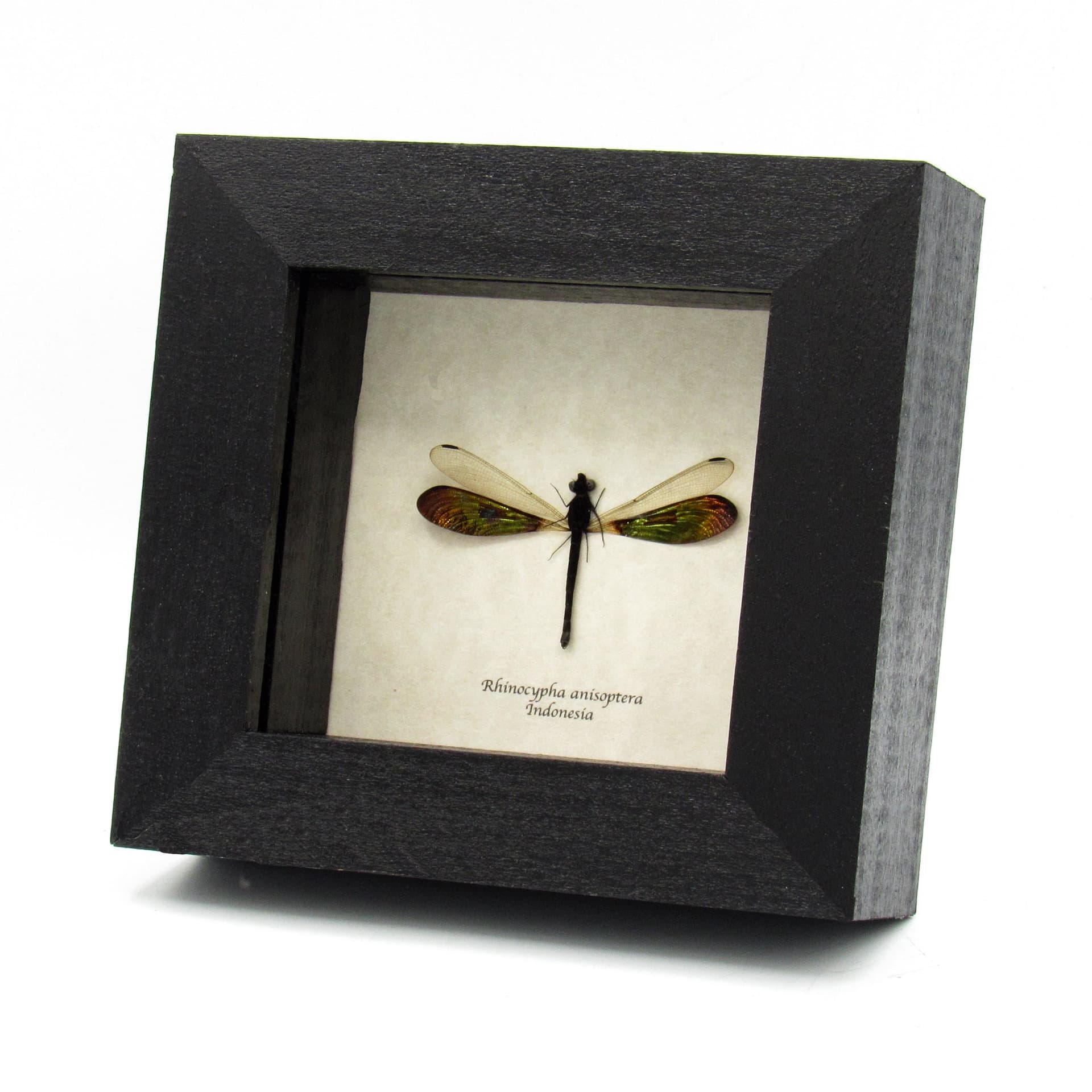 Real metallic green Dragonfly framed taxidermy - Rhinocypha anisoptera