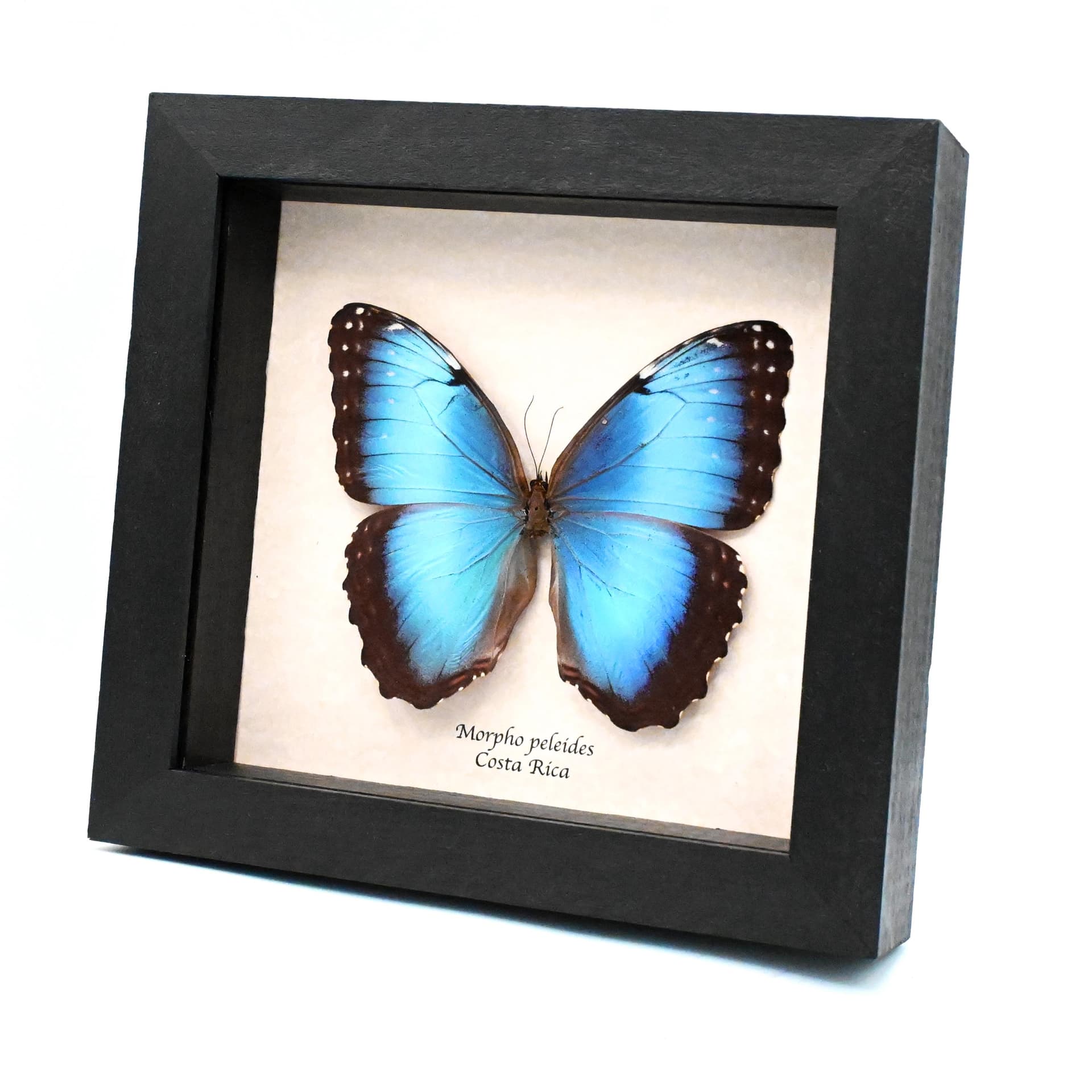 Real metallic blue Morpho butterfly framed taxidermy - Morpho peleides - female