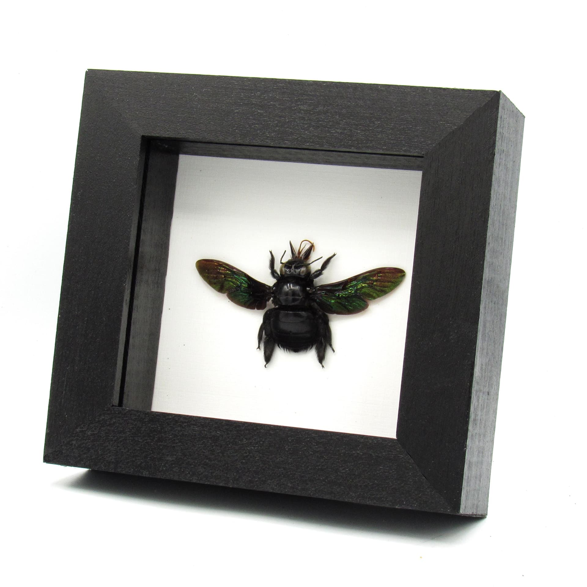 Real Giant Carpenter Bee framed taxidermy - Xylocopa latipes - female