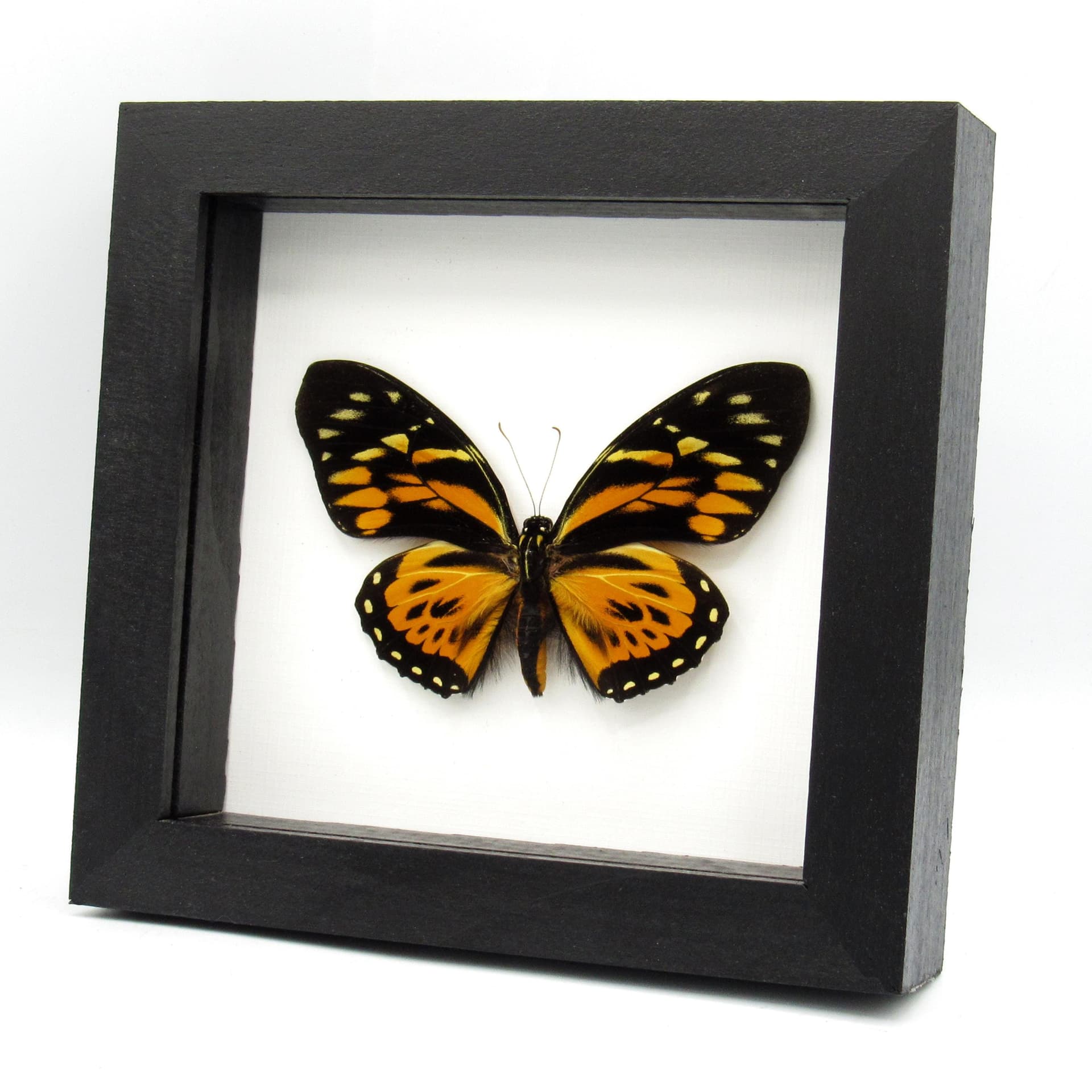 Real large butterfly framed taxidermy - Papilio zagreus