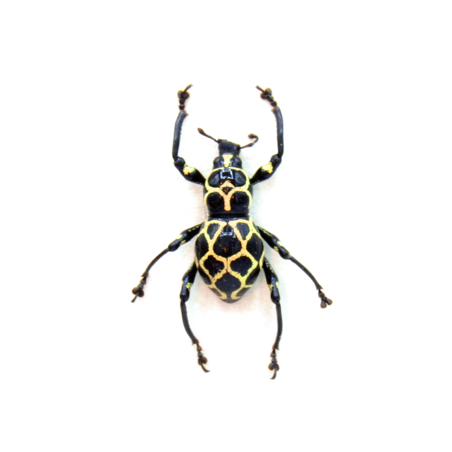 WEEVIL MANIA! Real framed taxidermy beetle - Pachyrhynchus marinduquensis