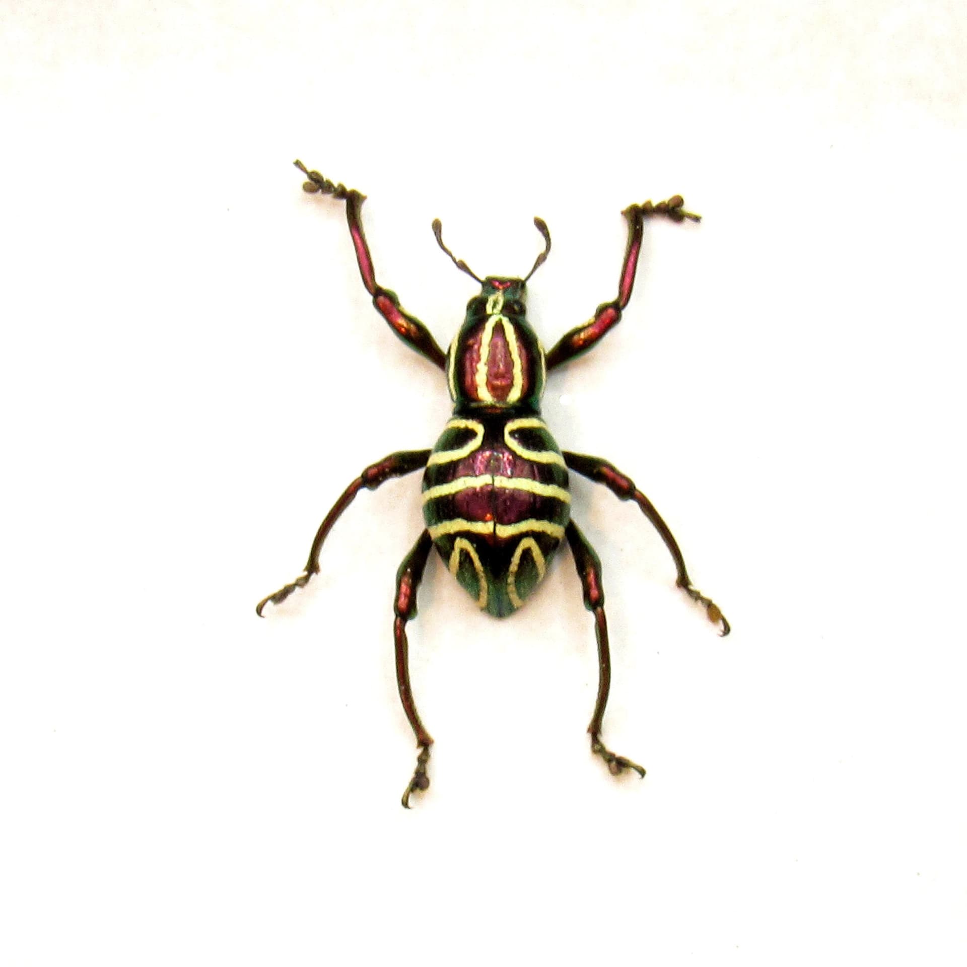 WEEVIL MANIA! Rare red metallic beetle framed taxidermy - Pachyrhynchus speciosus - female