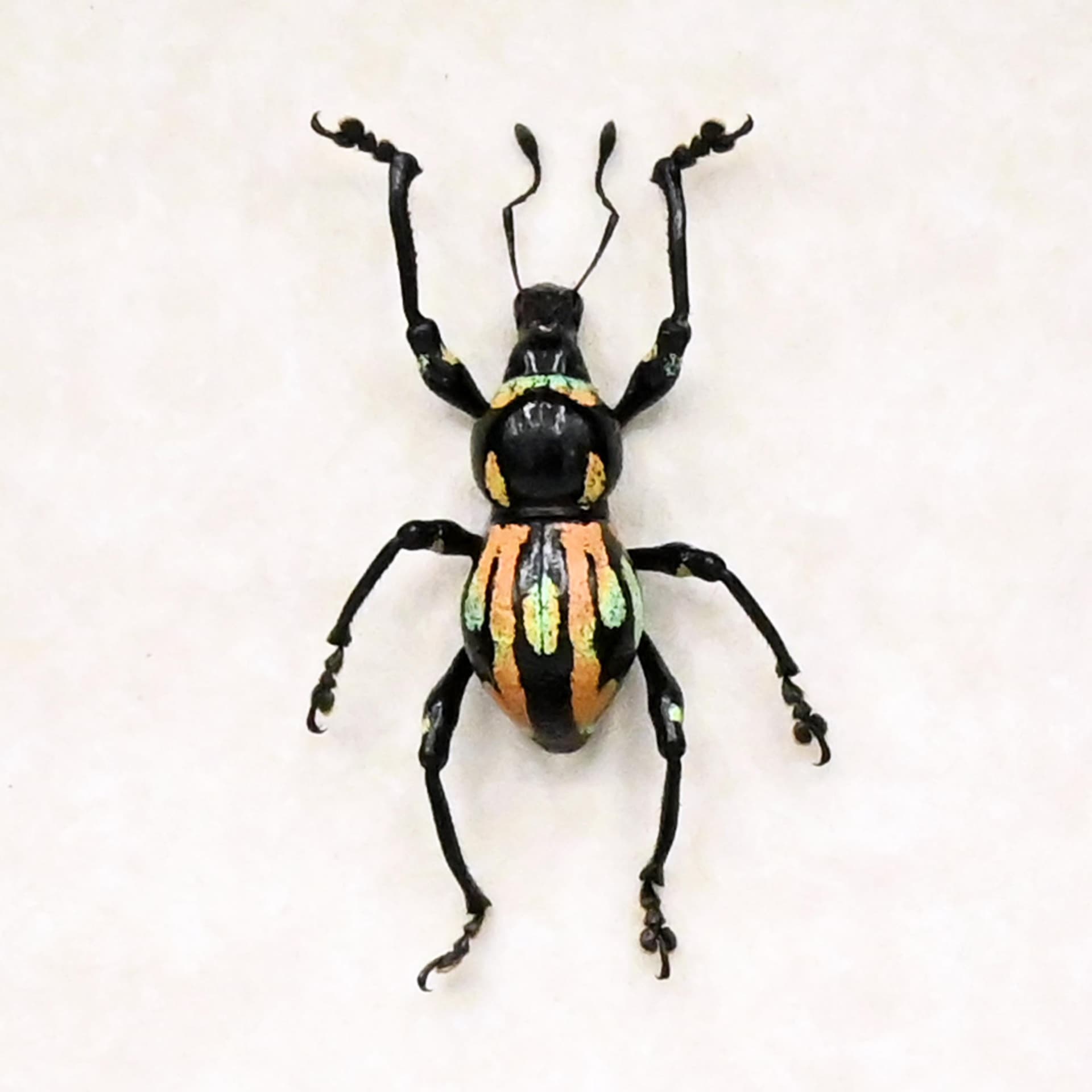 Rare weevil beetle framed specimen - Metapocyrtus species
