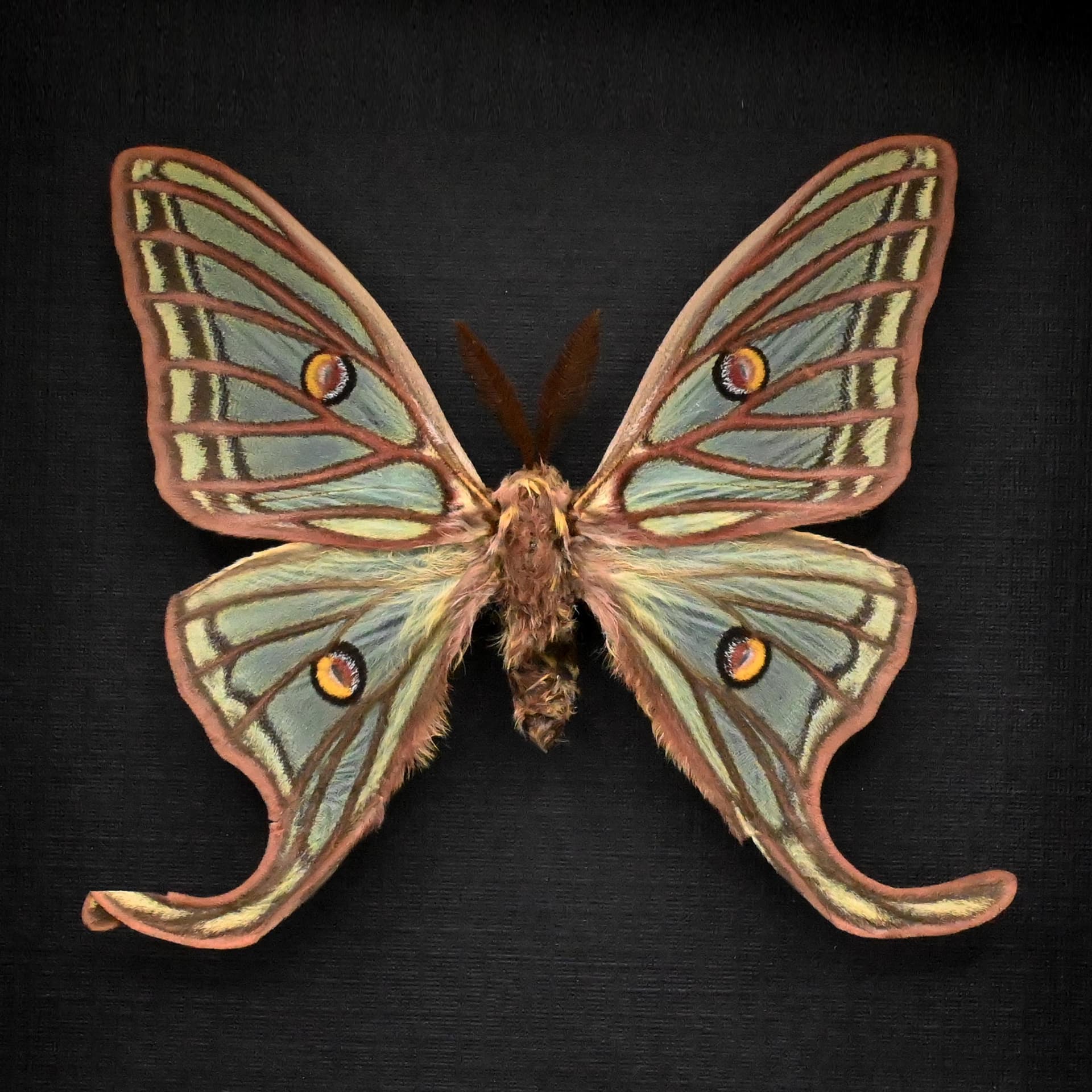 Rare Spanish Moon moth framed taxidermy - Graellsia isabellae - runt