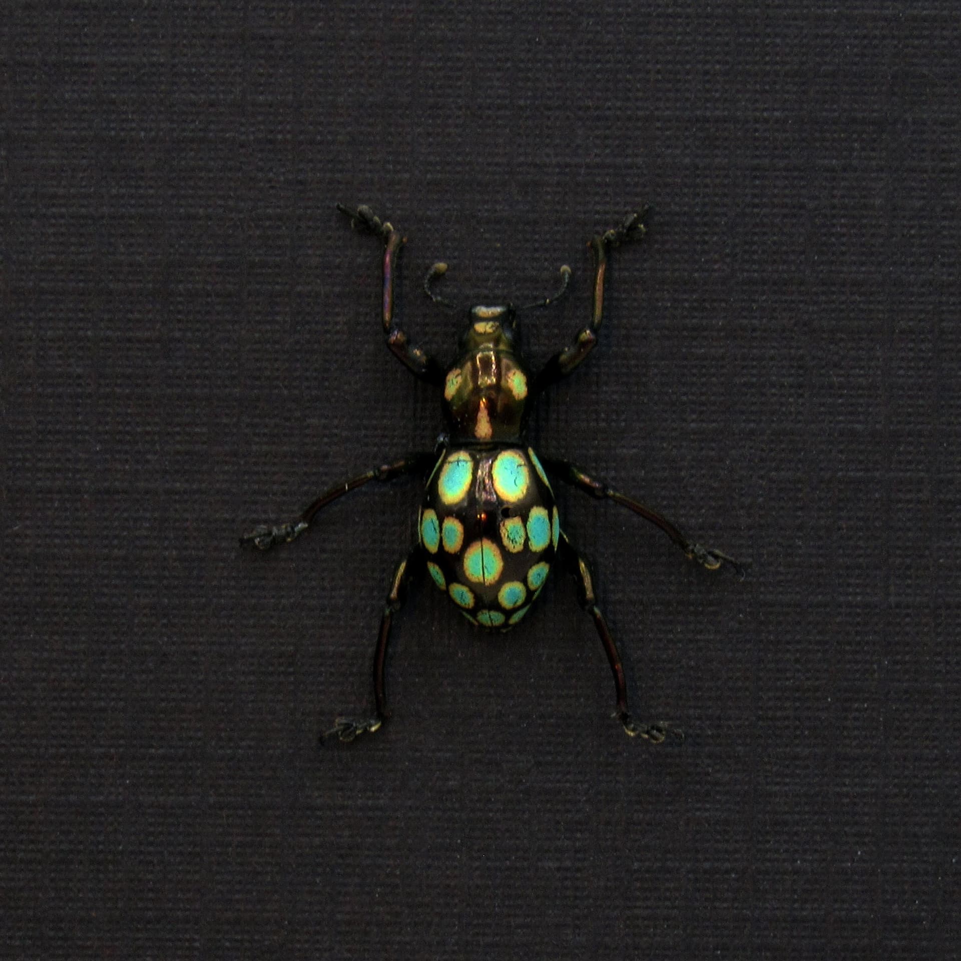WEEVIL MANIA! Real beetle framed taxidermy - Pachyrhynchus gemmatus