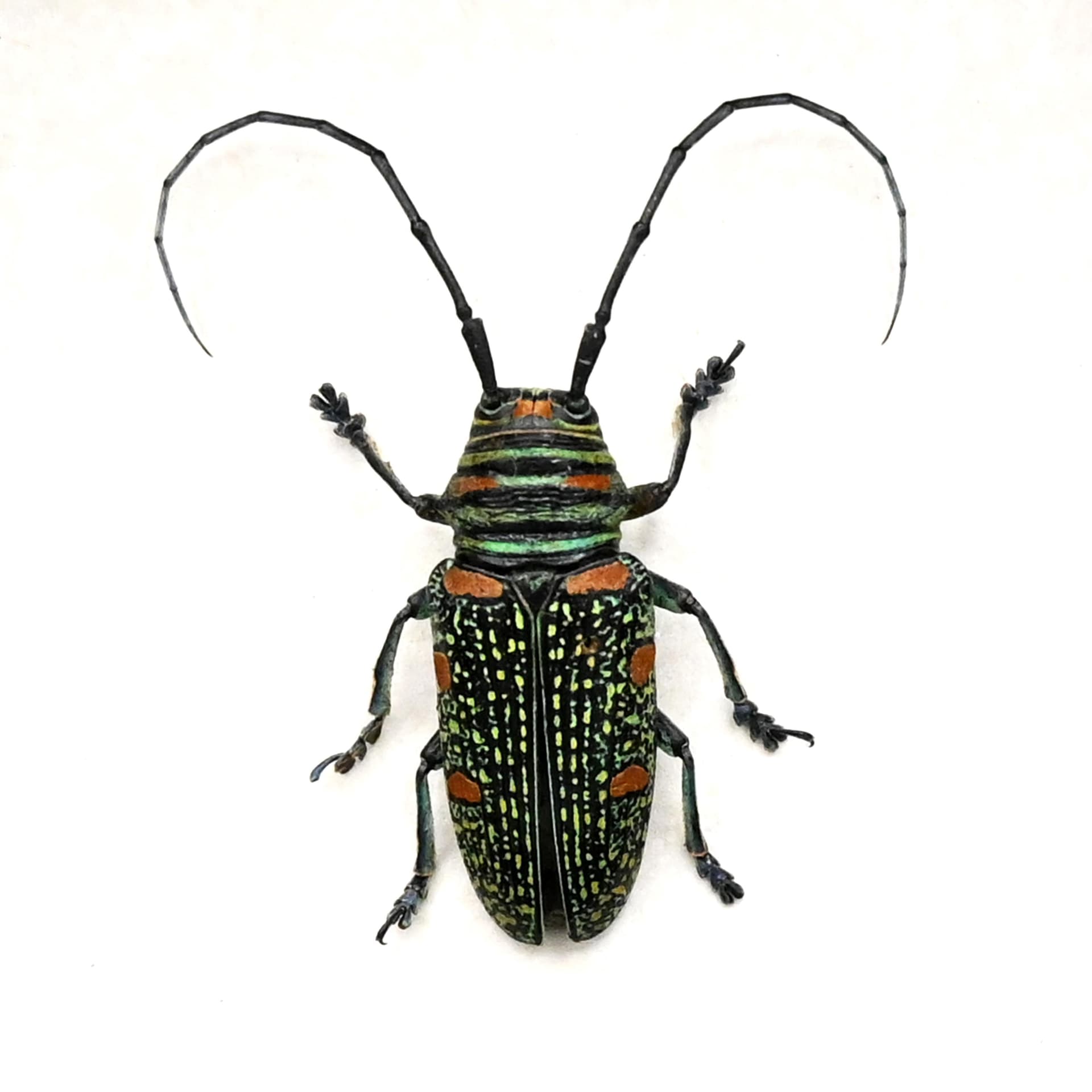 Real longhorn beetle framed taxidermy - Zographus regalis - female