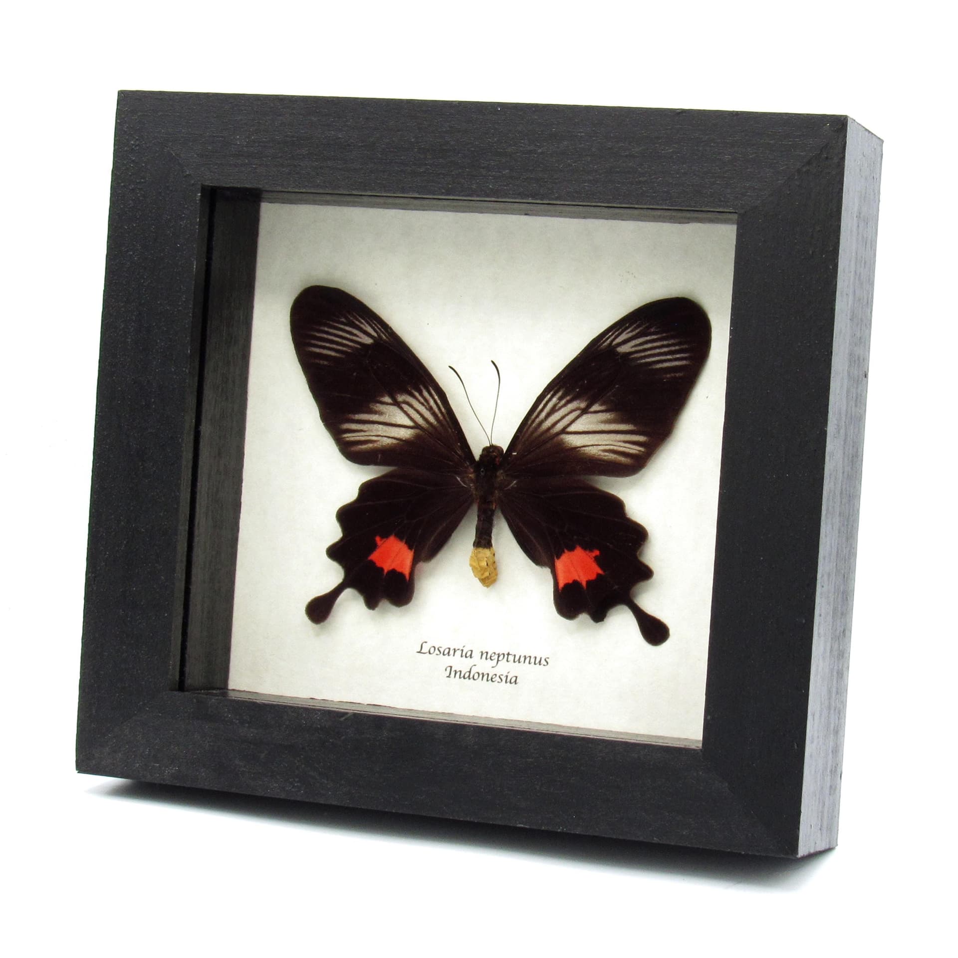 Rare Clubtail butterfly framed taxidermy - Losaria neptunus - female