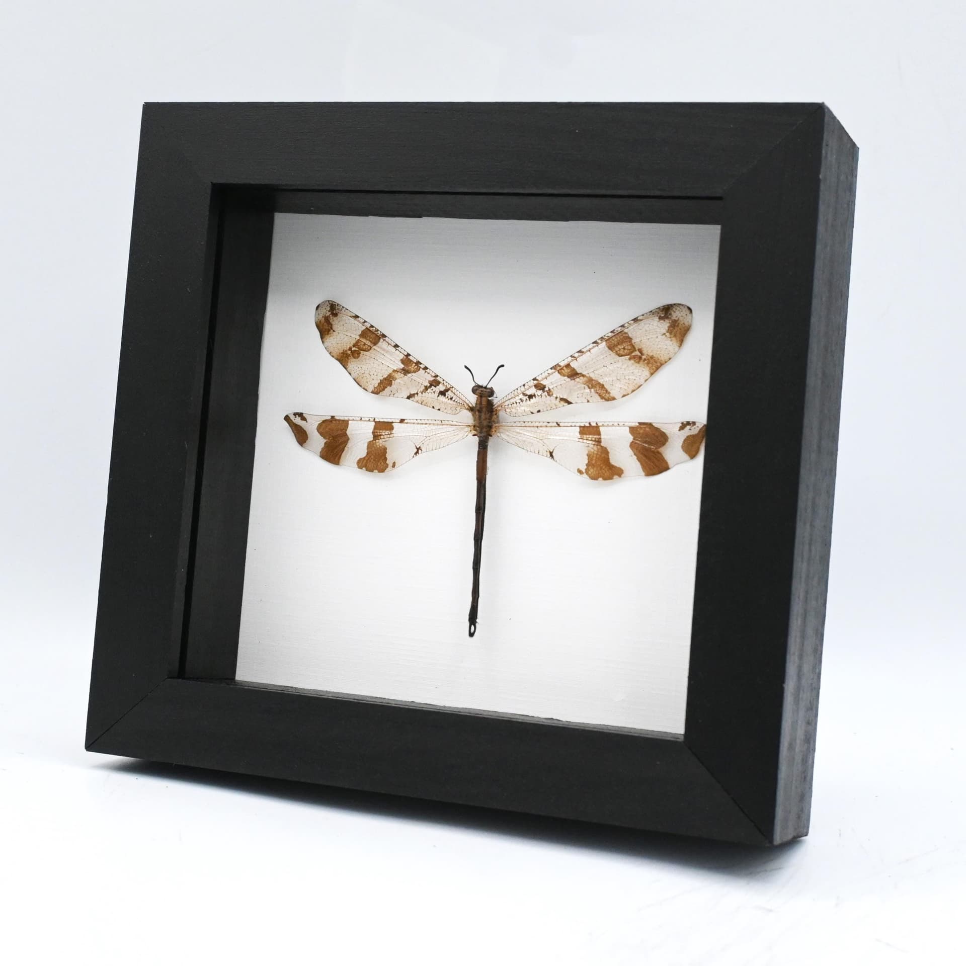 Real Giant Antlion framed taxidermy - Palpares species