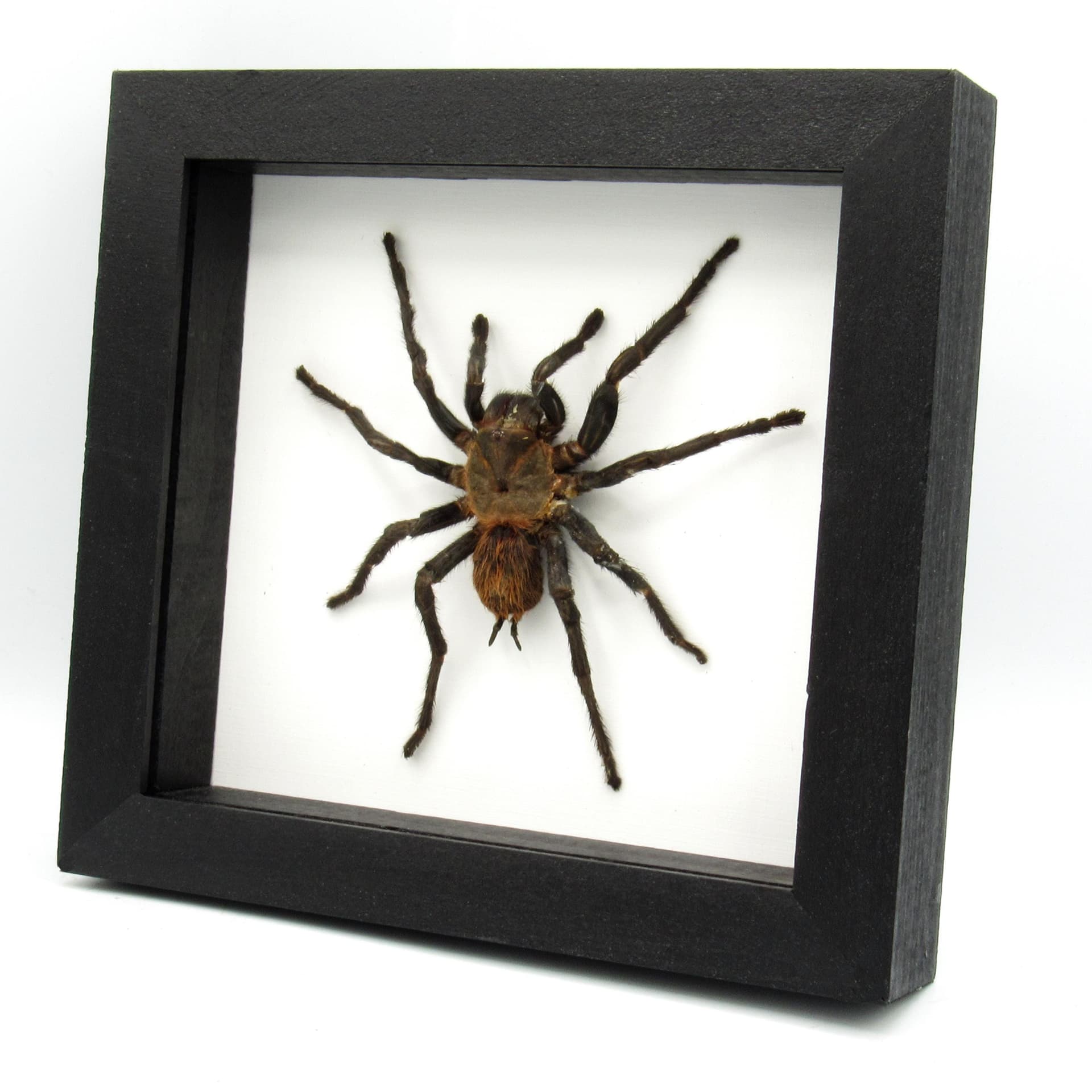 Real Mexican Red Rump Tarantula framed taxidermy - Brachypelma vagans - minor damage