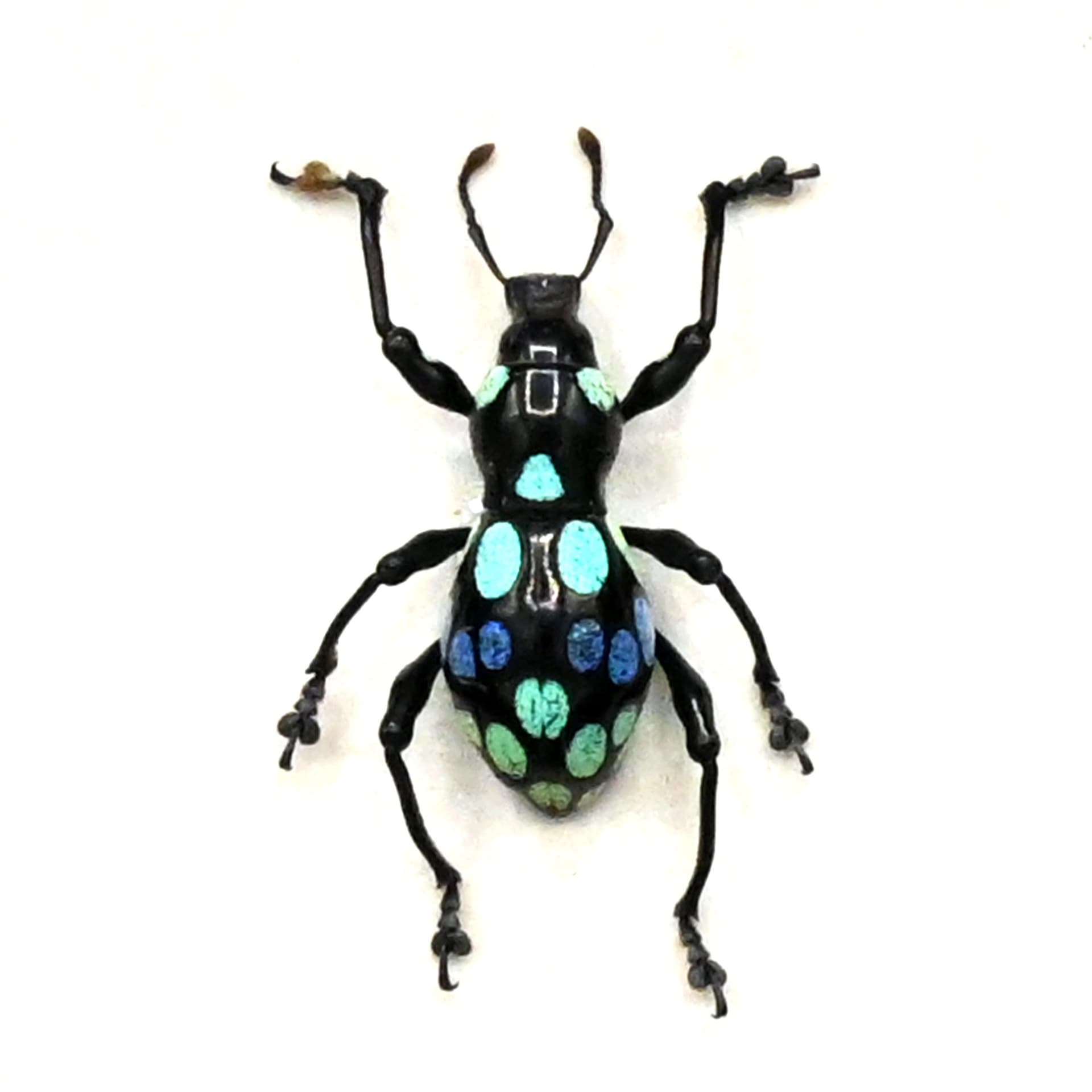 WEEVIL MANIA - Real beetle framed taxidermy - Pachyrhynchus species