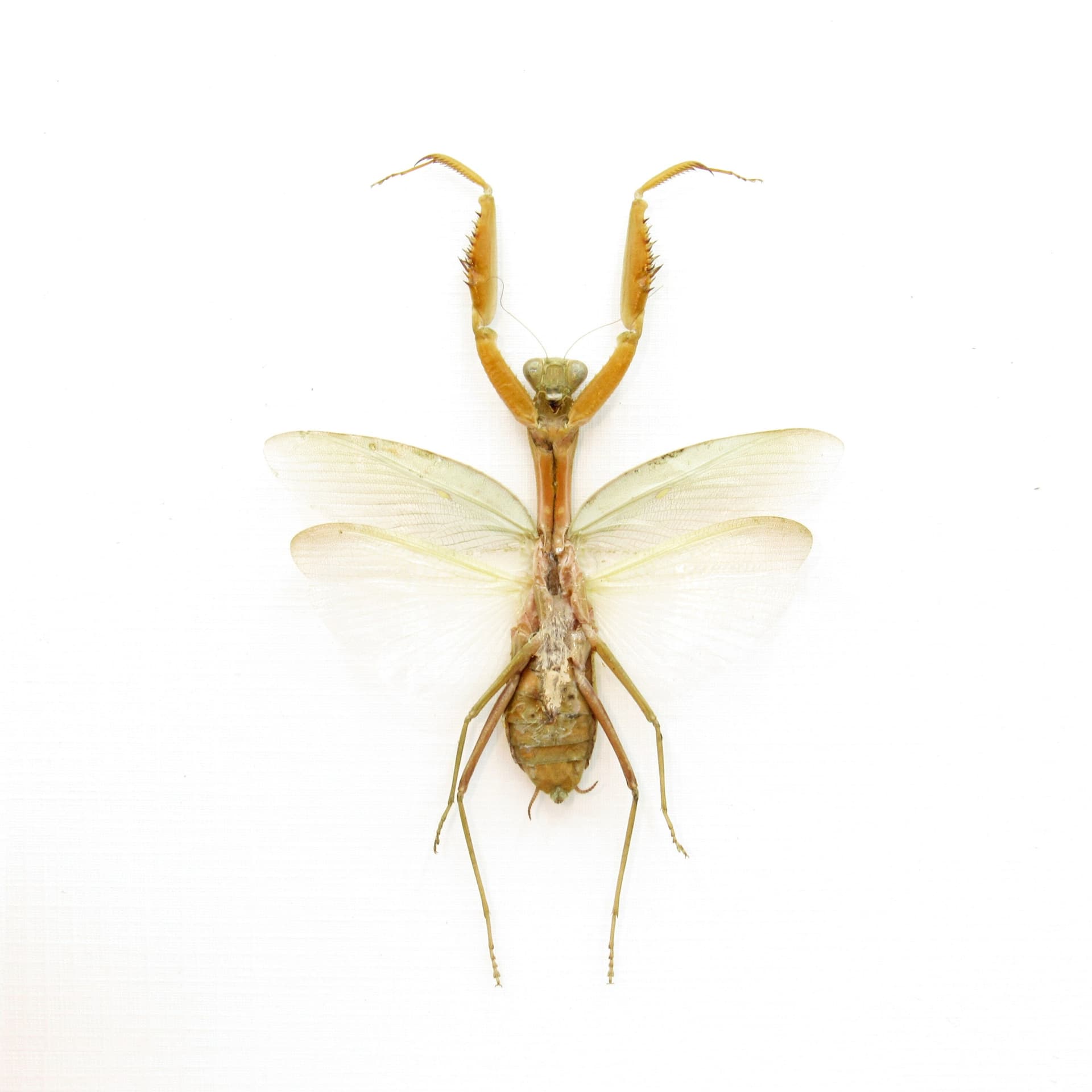 Giant Golden Praying Mantis framed taxidermy - Hierodula venosa - female