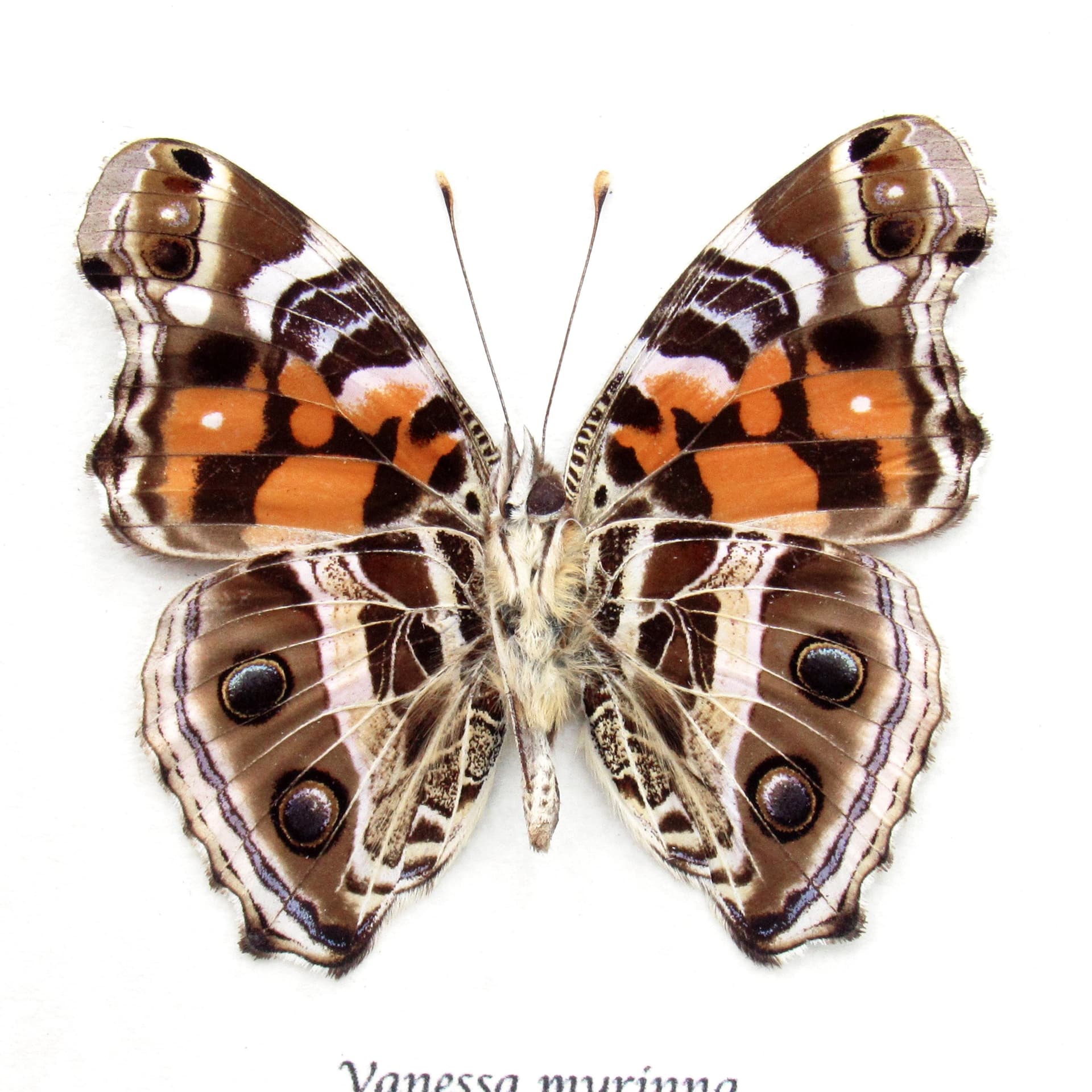 Real Vivid Painted Lady butterfly framed taxidermy - Vanessa myrinna