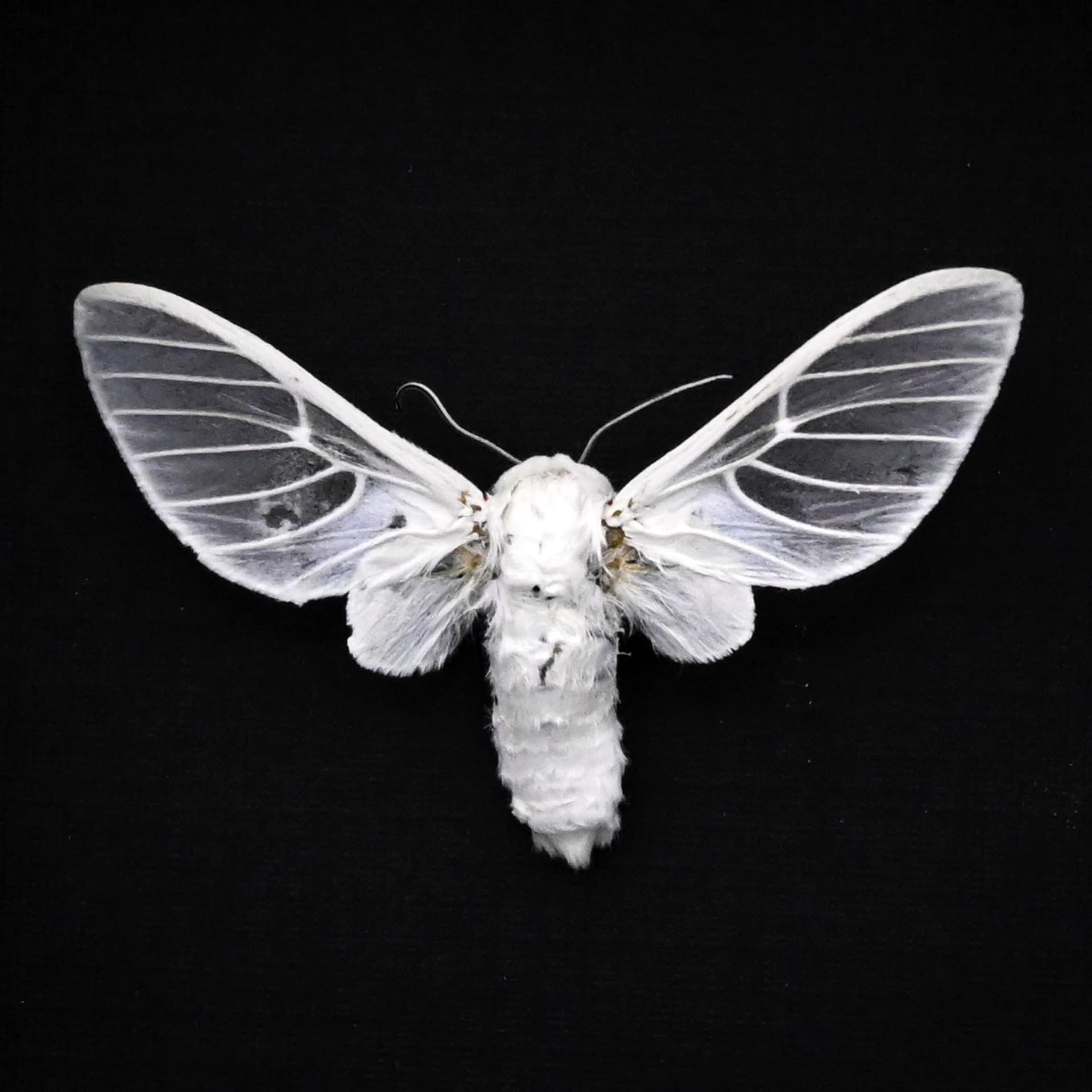 Rare white Erebid moth framed taxidermy - Balacra pulchra - large female