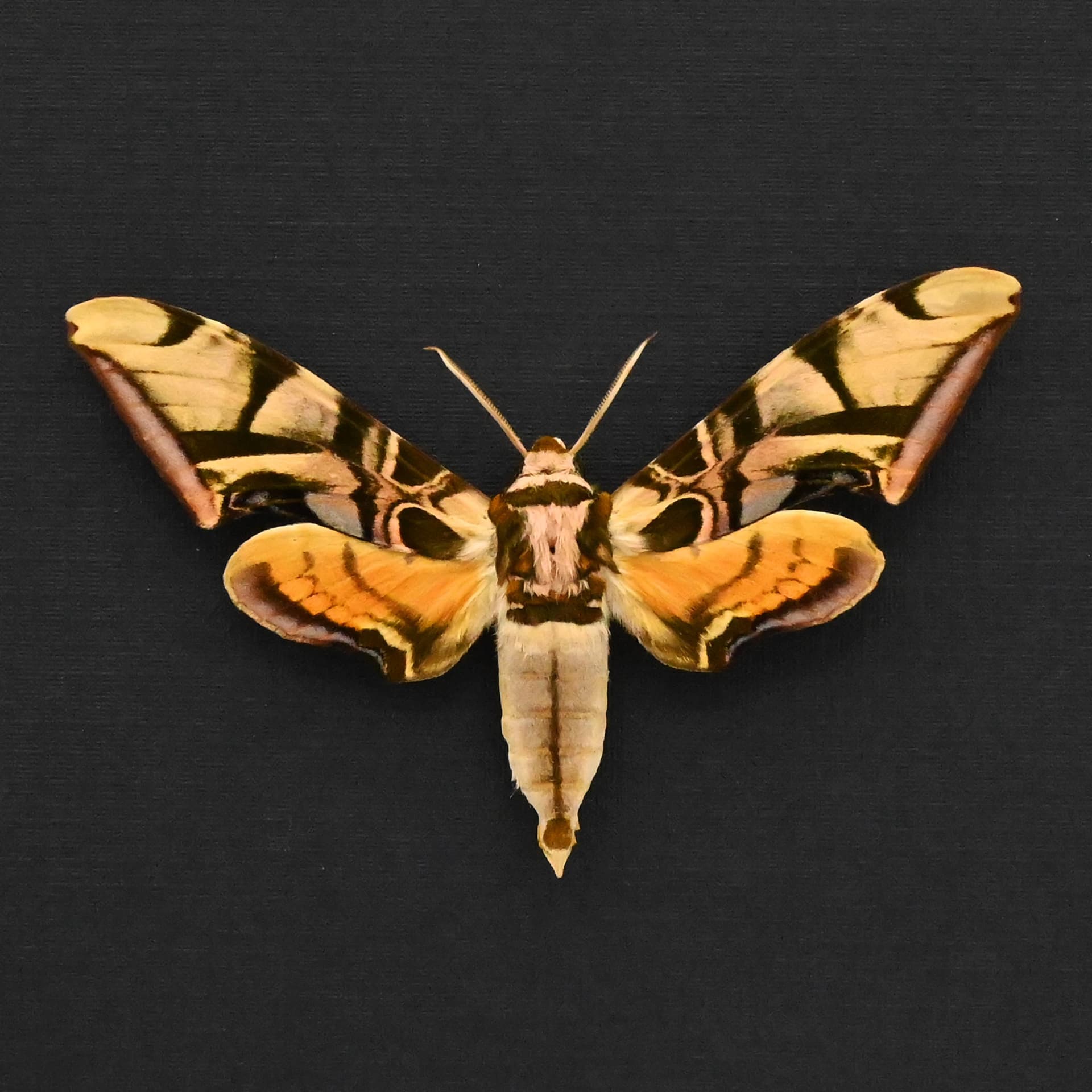 Rare Lavender Sphinx moth framed taxidermy - Batocnema coquerelii
