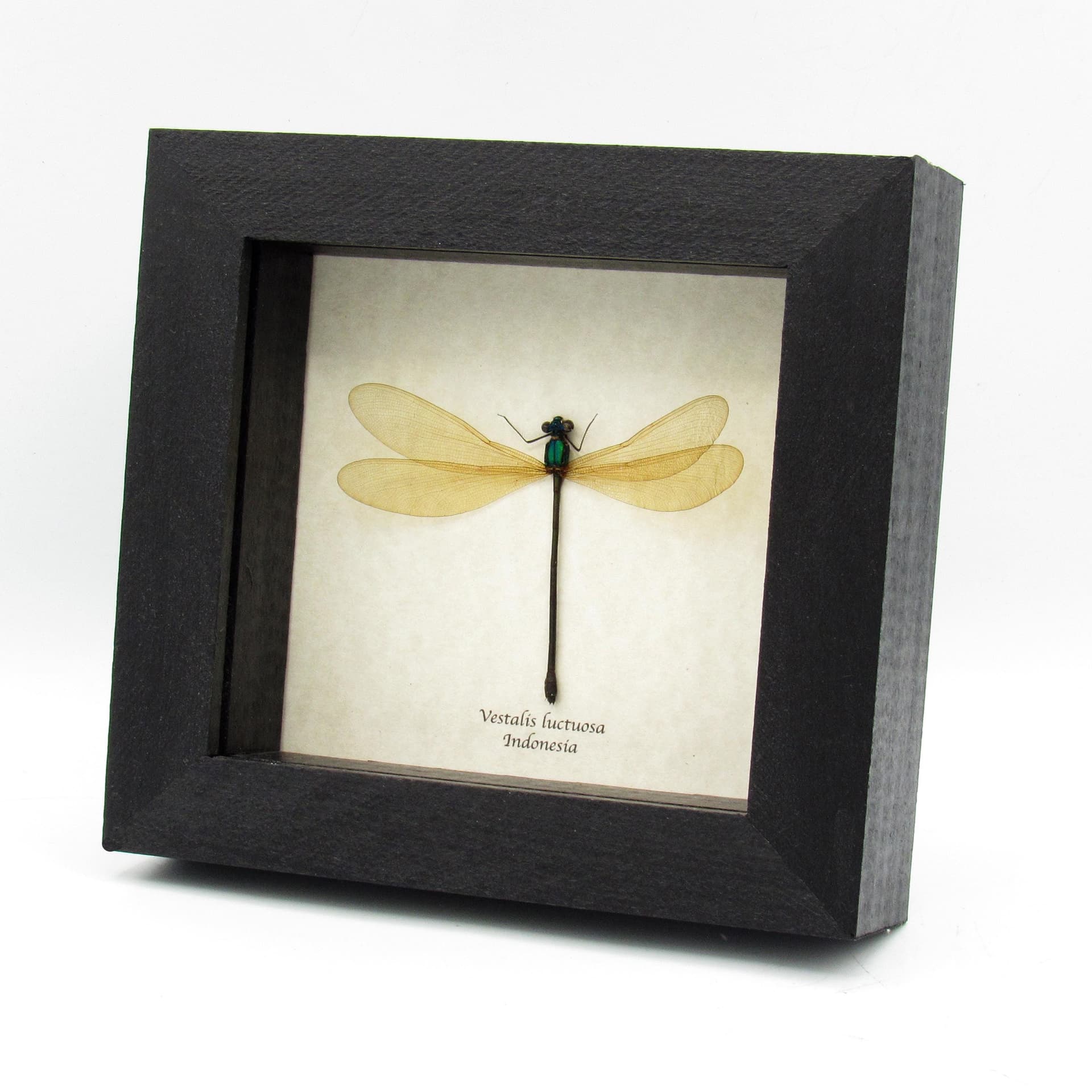 Real large green Dragonfly framed taxidermy - Vestalis luctuosa - female