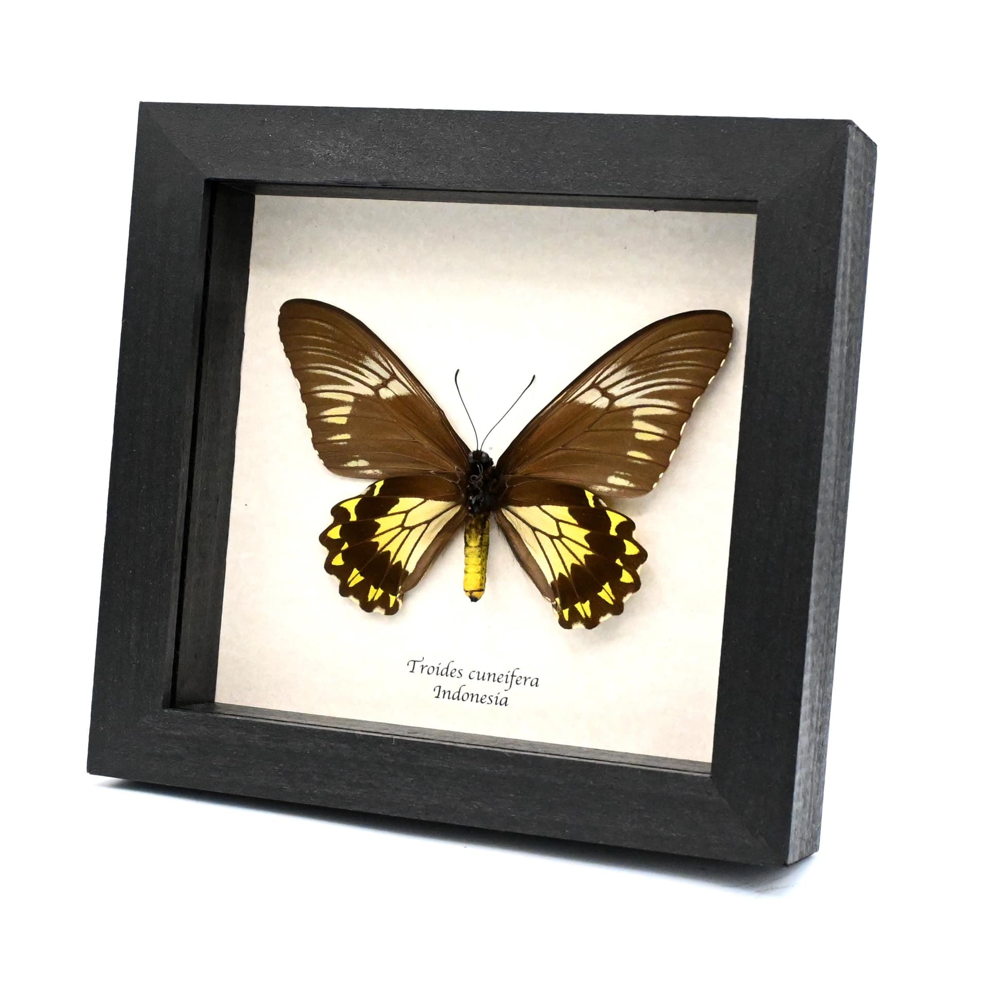 Large yellow Birdwing butterfly framed taxidermy - Troides cuneifera - female