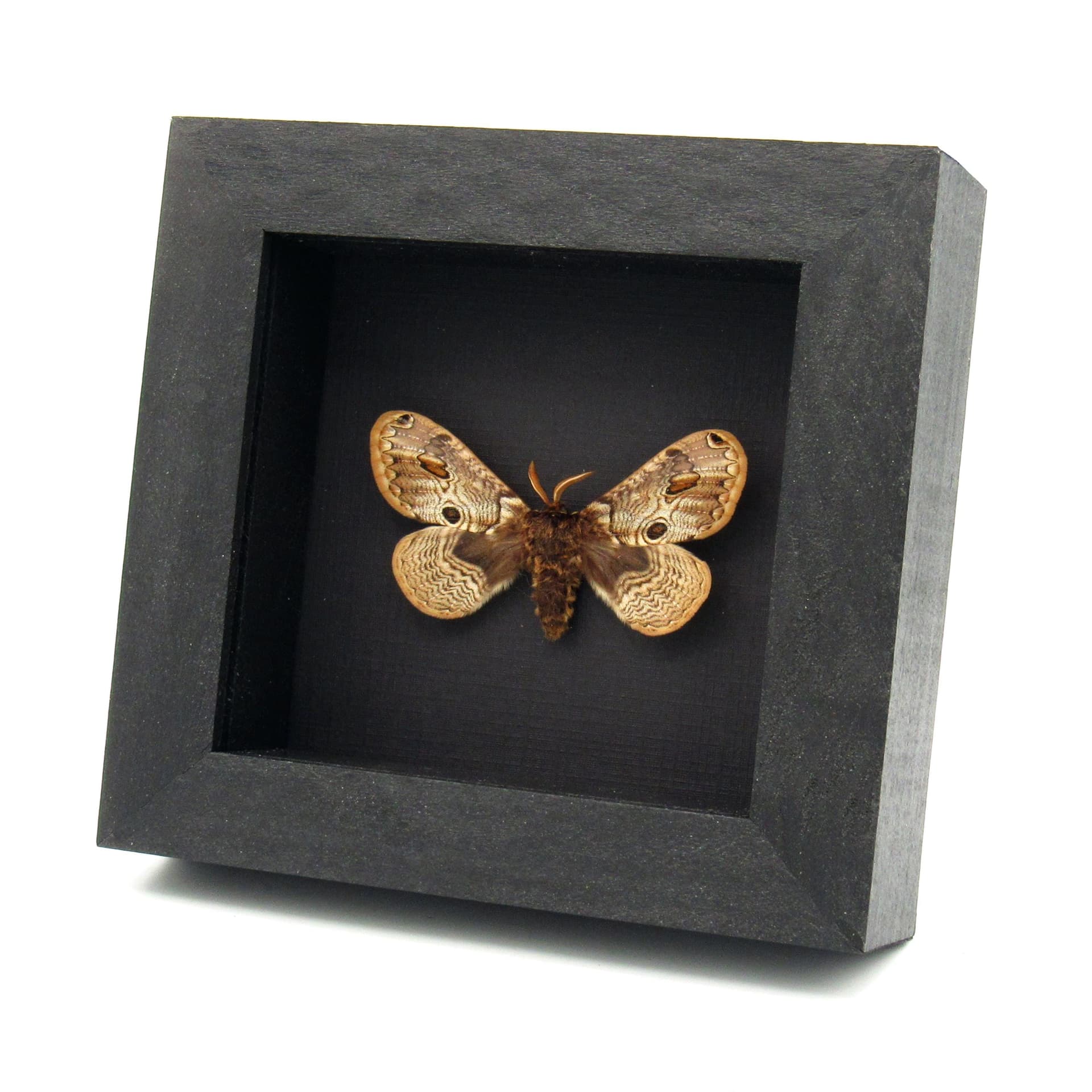 Real European Owl moth framed taxidermy - Brahmaea europaea