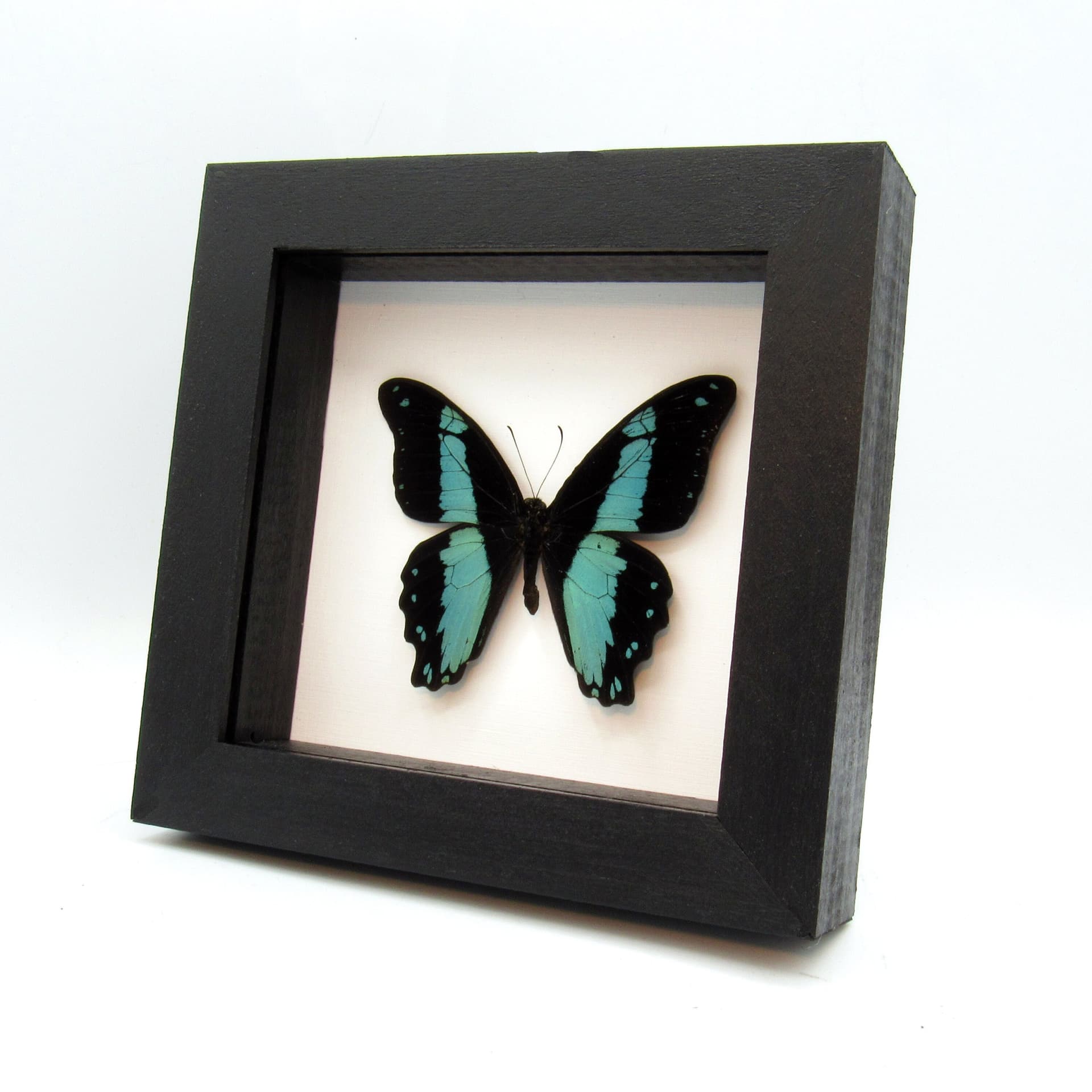 Real metallic butterfly framed taxidermy - Papilio bromius