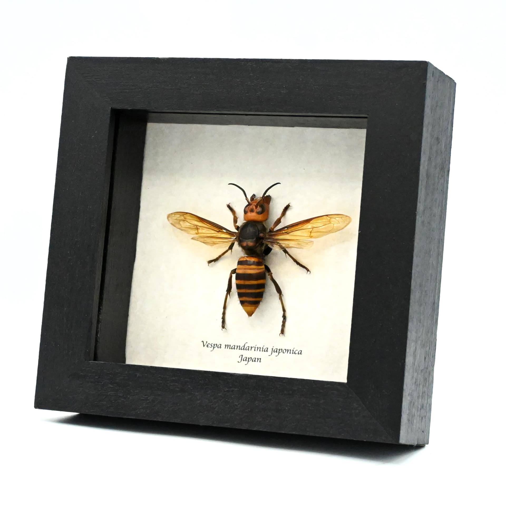 Real Giant Queen Murder Hornet framed taxidermy - Vespa mandarinia japonica