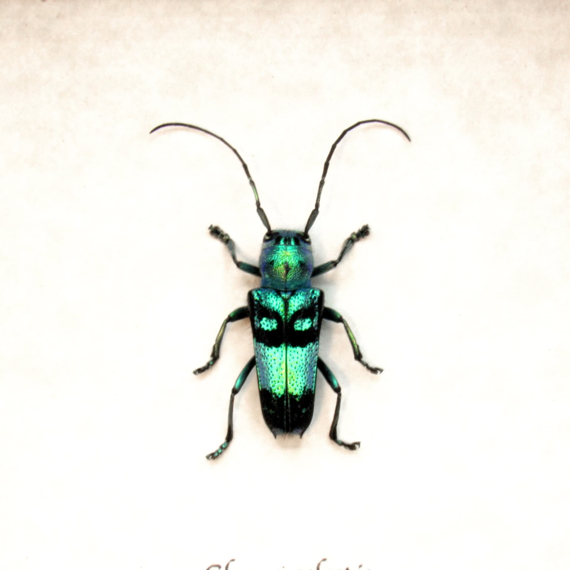 Real metallic blue Longhorn beetle framed taxidermy - Glenea celestis