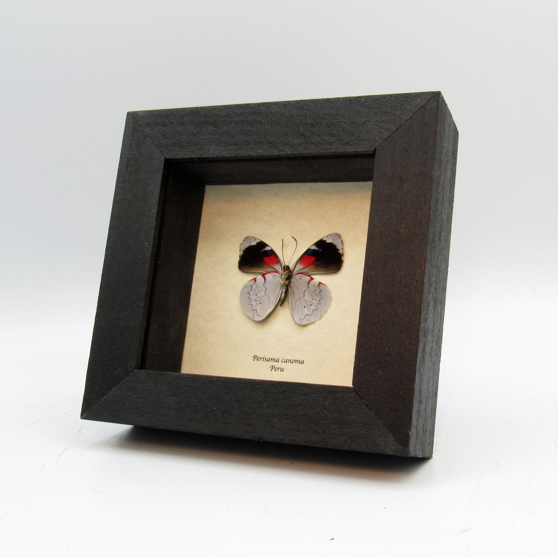 Real silver butterfly framed taxidermy - Perisama canoma