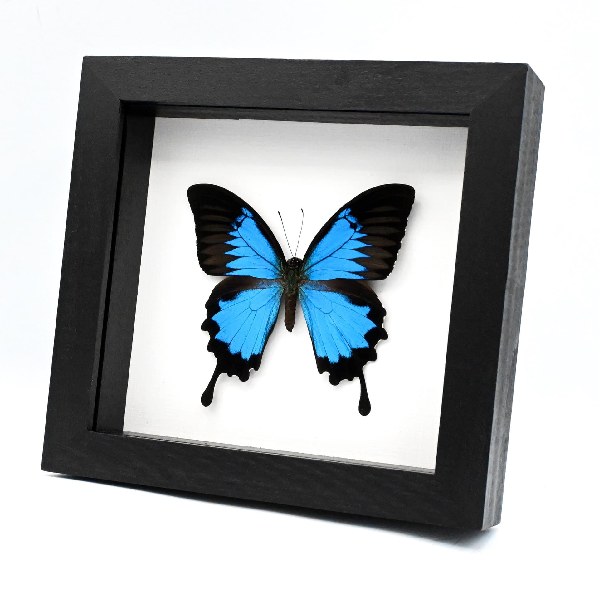 Real Blue Ulysses Swallowtail butterfly framed taxidermy - Papilio ulysses
