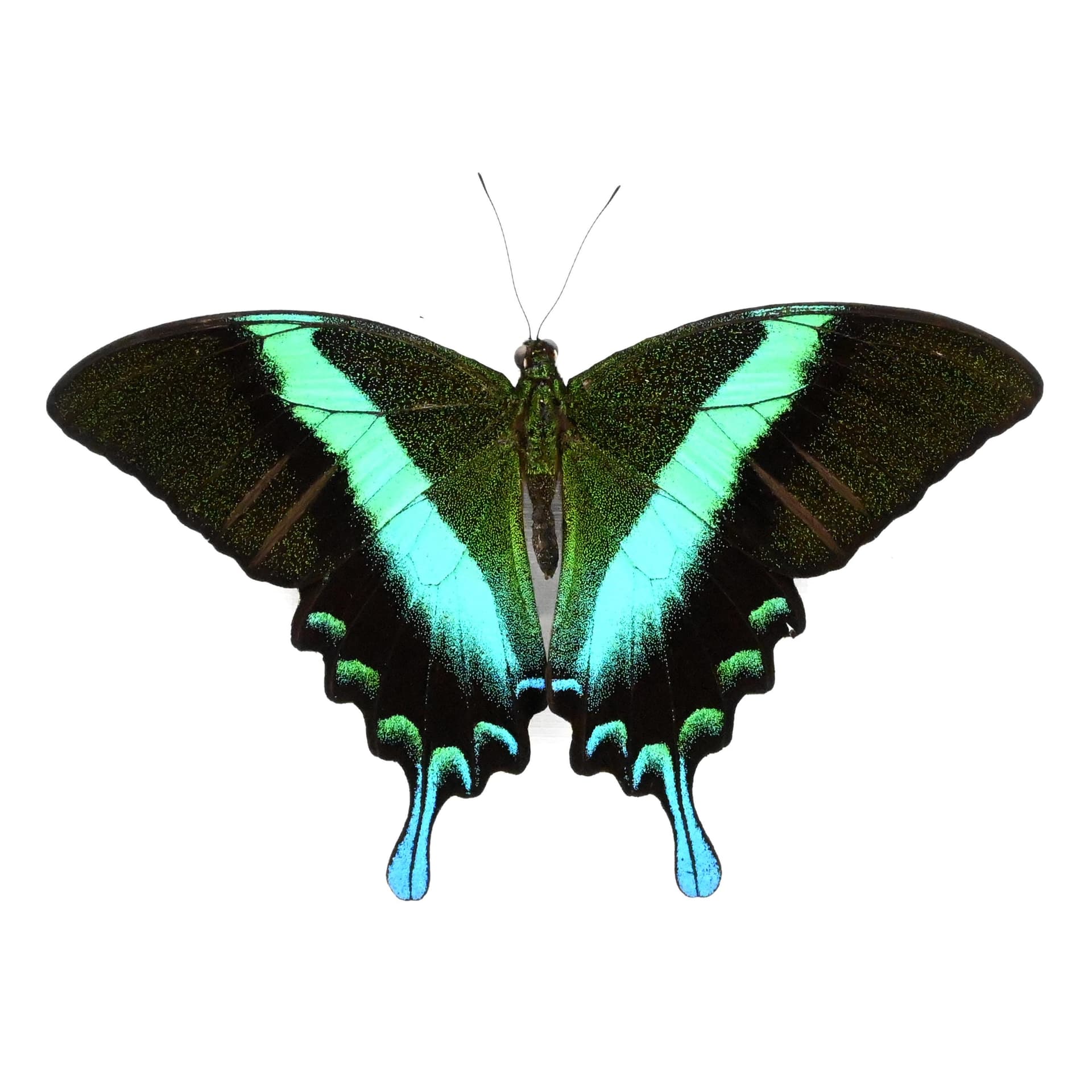 Real Peacock Swallowtail butterfly framed taxidermy - Papilio blumei - Victorian mount